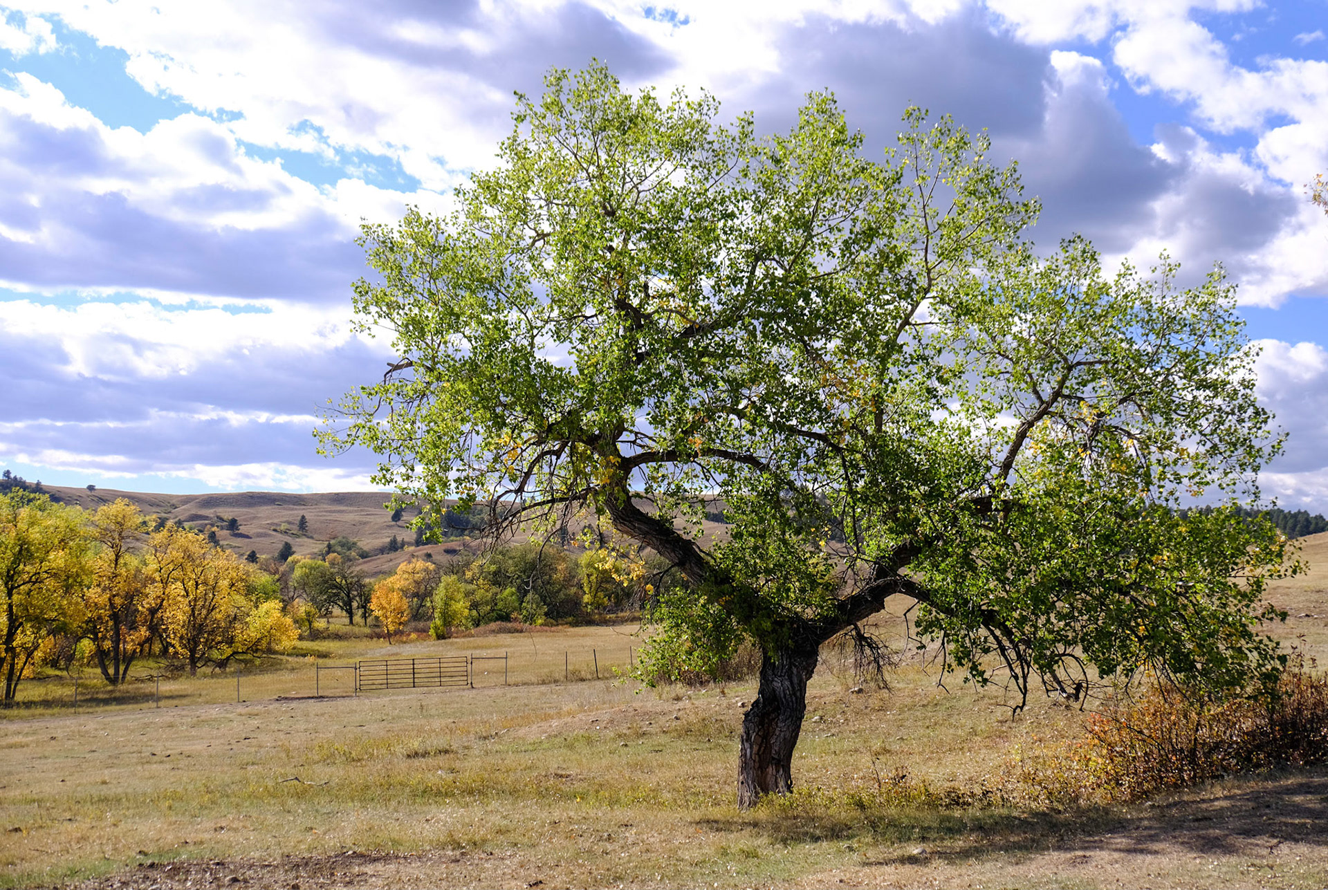 Custer State Park - Wildlife Loop