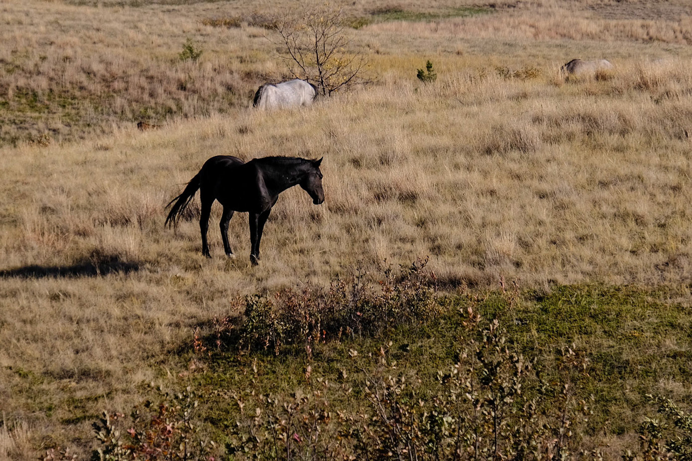Wild Horses