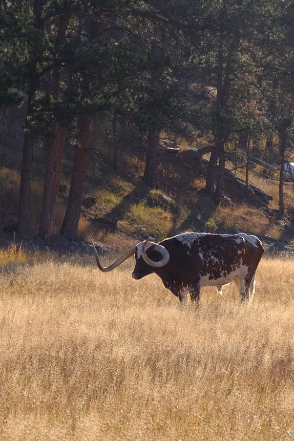 Custer State Park Longhorn Steers