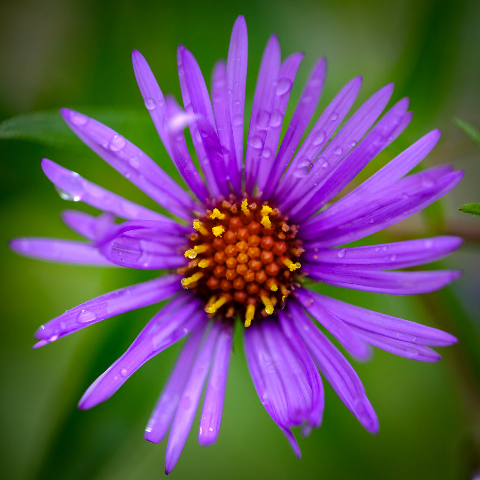 Wild Gardens of Acadia