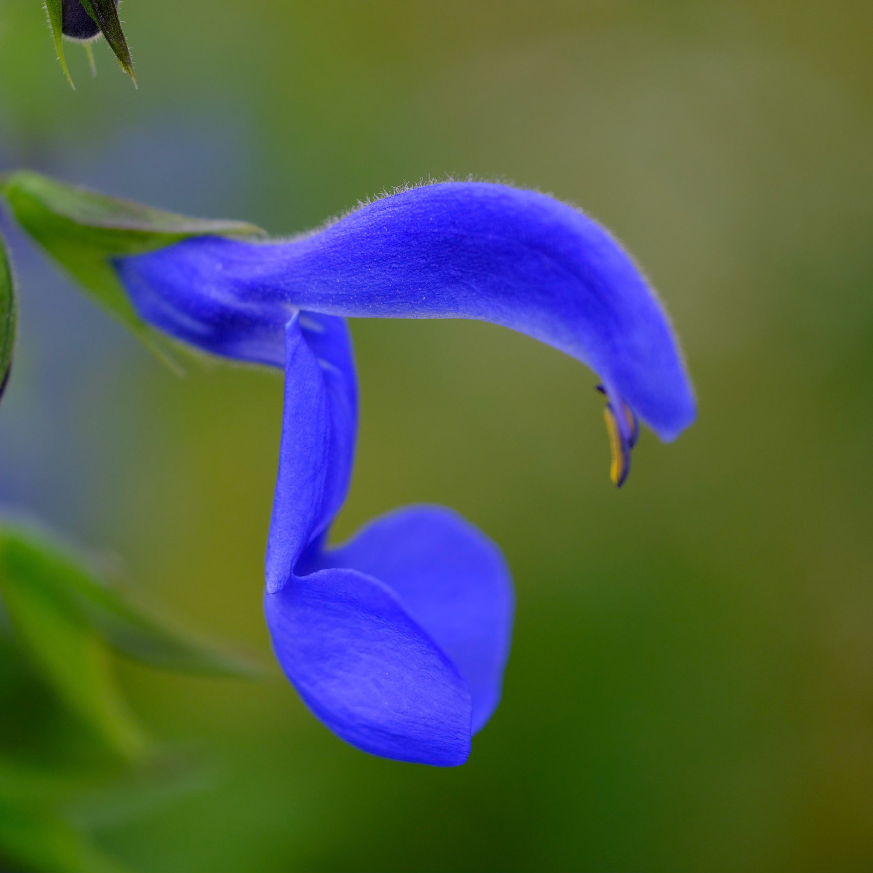 Coastal Maine Botanical Gardens