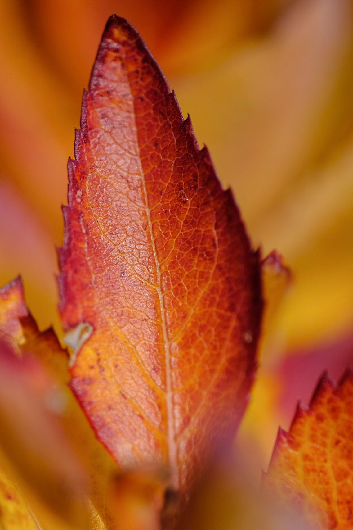 Coastal Maine Botanical Gardens