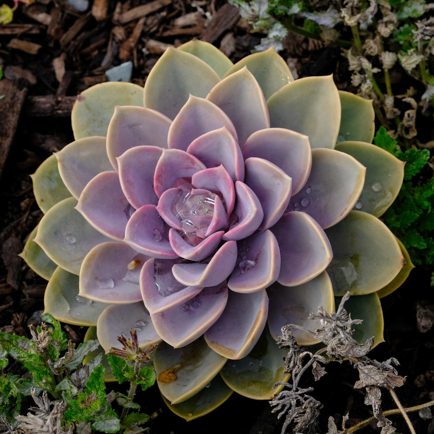 Coastal Maine Botanical Gardens