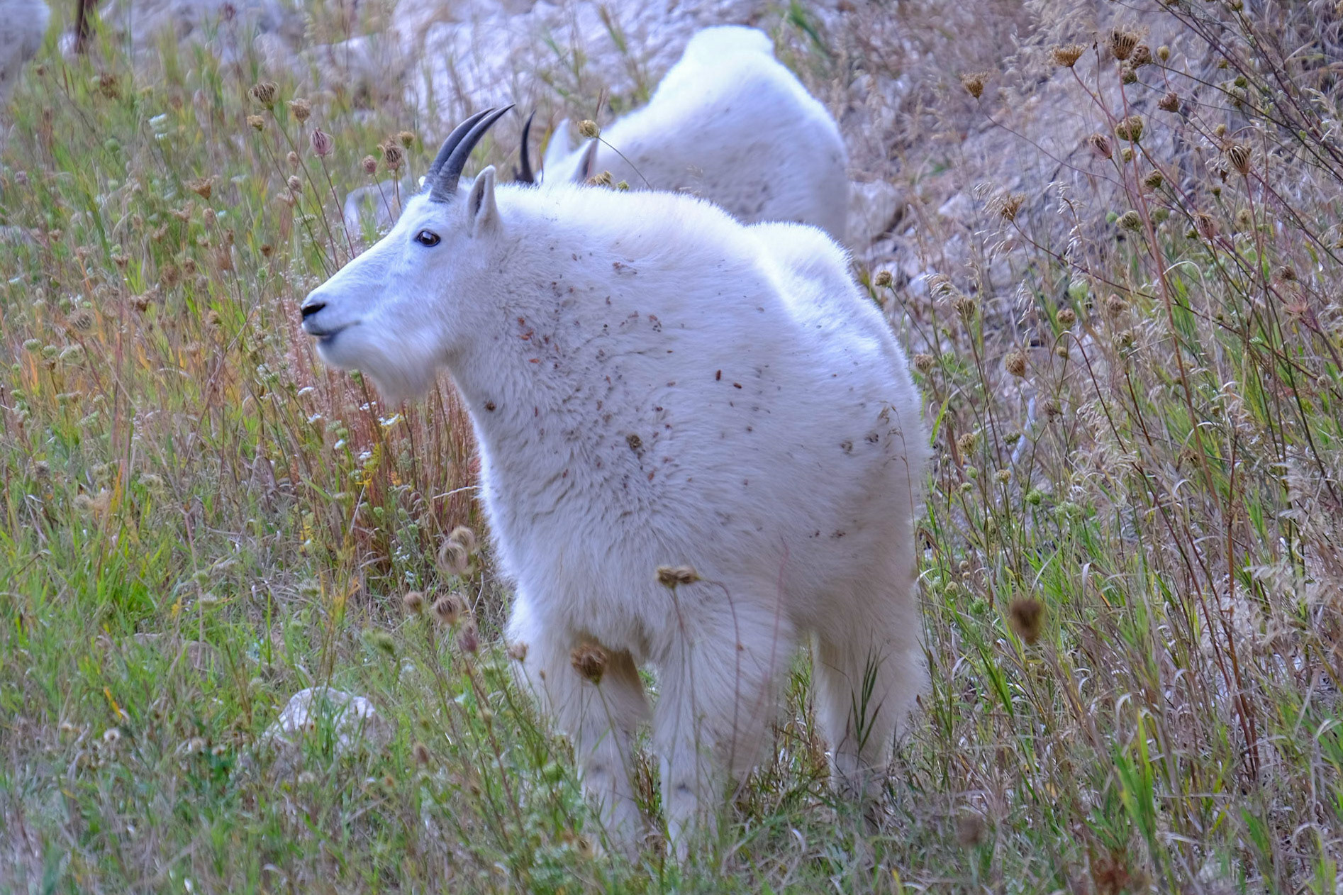 Spearfish Canyon  Mountain Goats