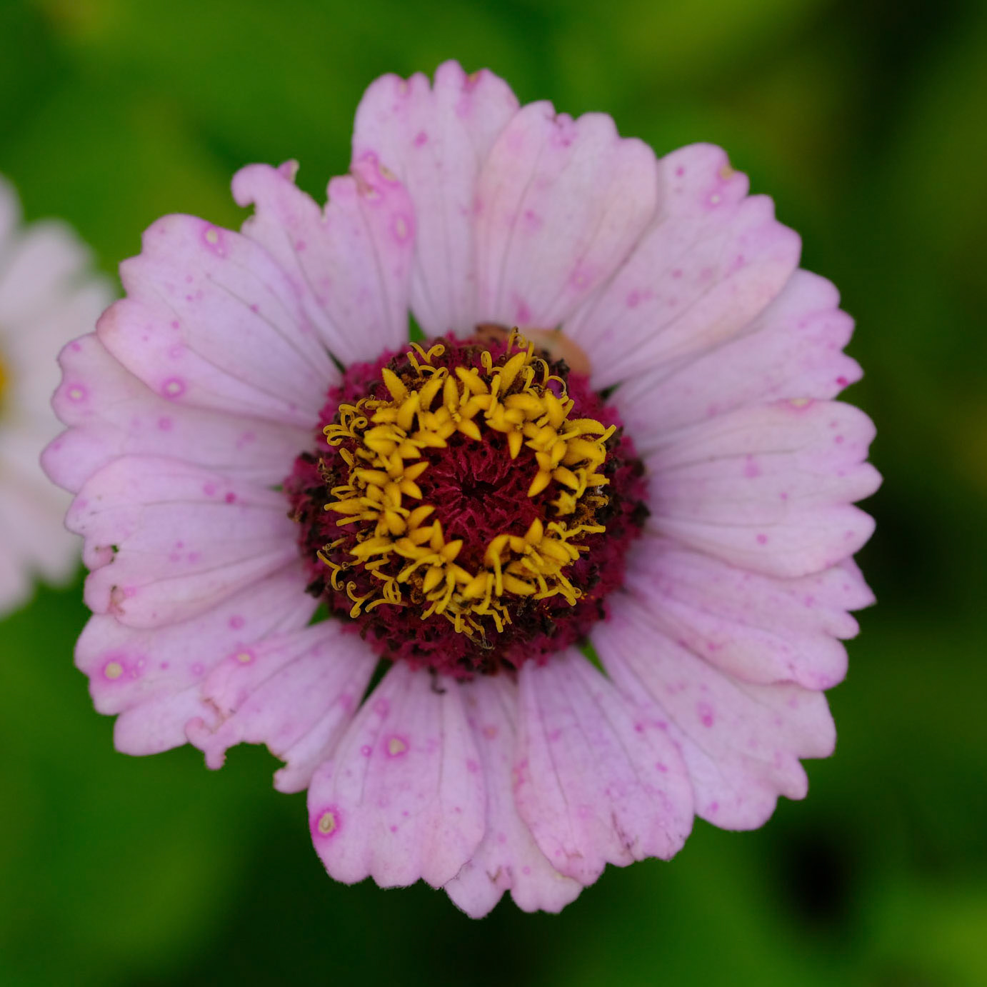 Coastal Maine Botanical Gardens