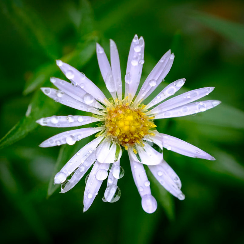 Wild Gardens of Acadia