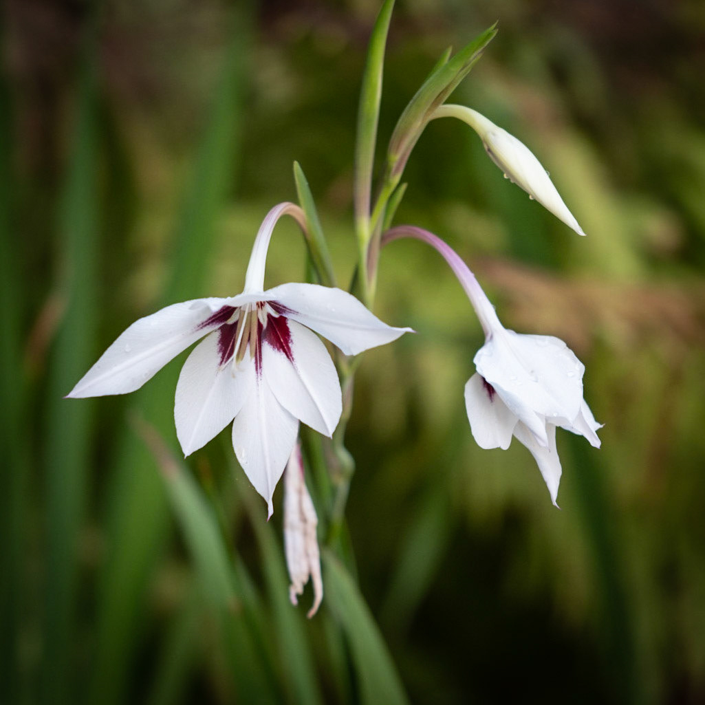 Coastal Maine Botanical Gardens