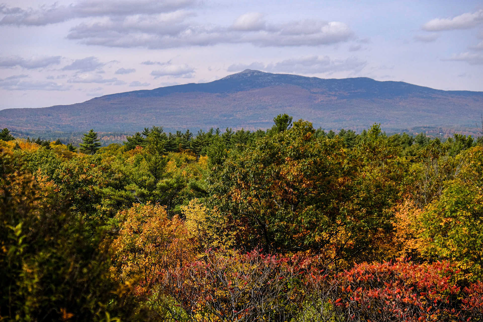 Cathedral of the Pines