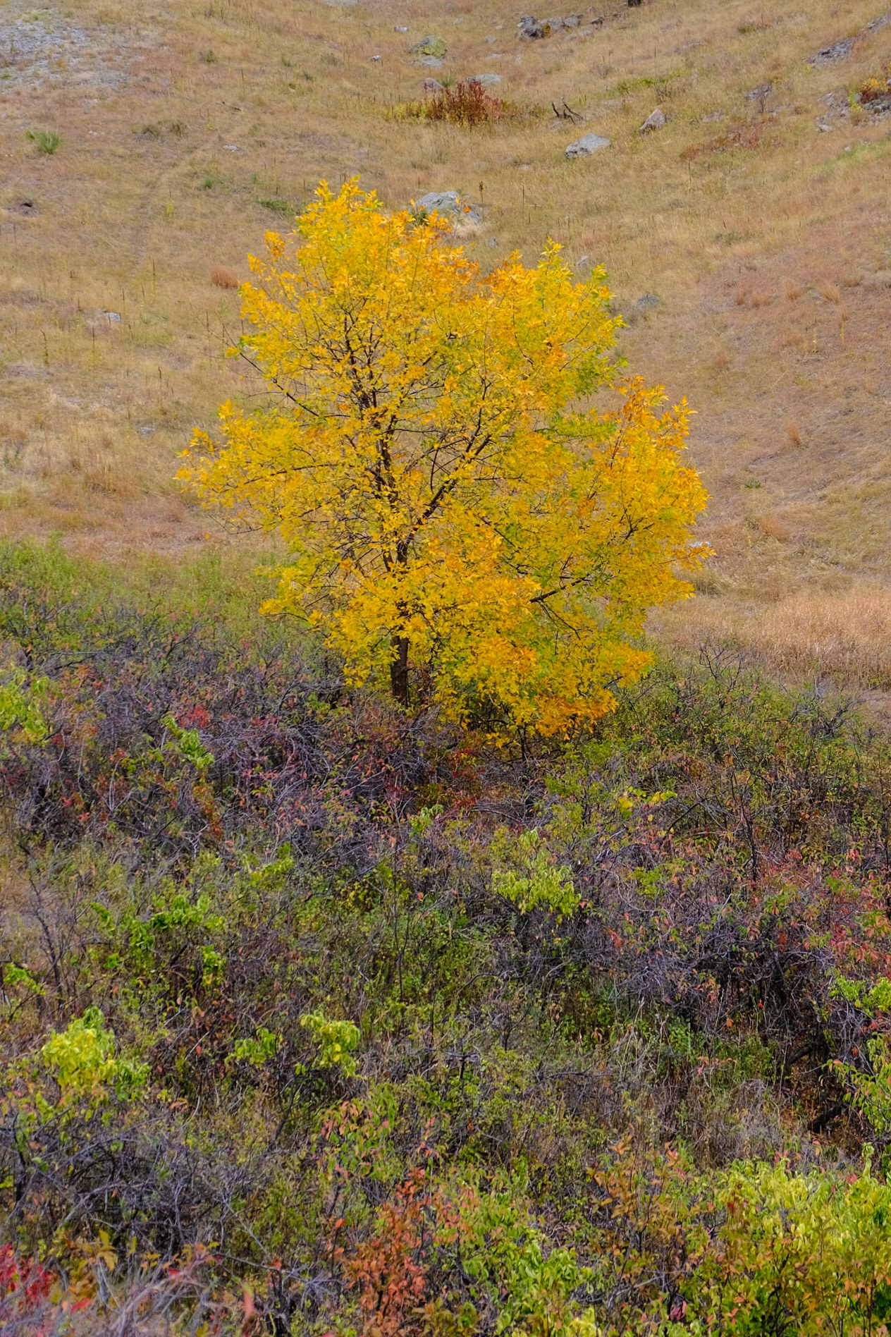 Bear Butte State Park South Dakota