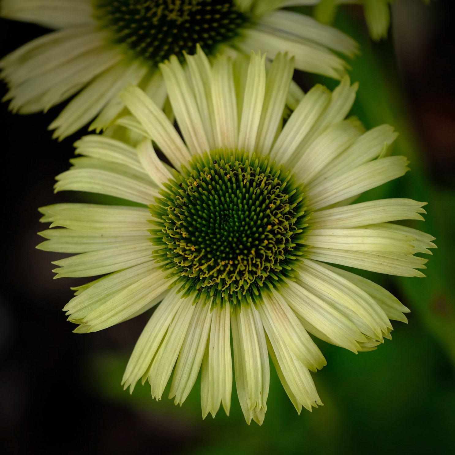 Coastal Maine Botanical Gardens
