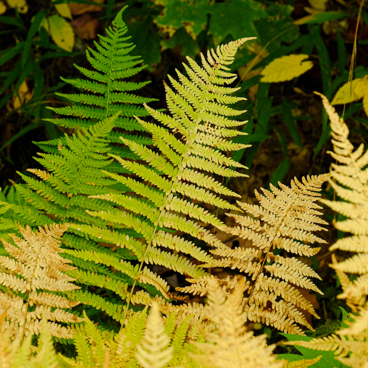 Forest Discover Nature Trail