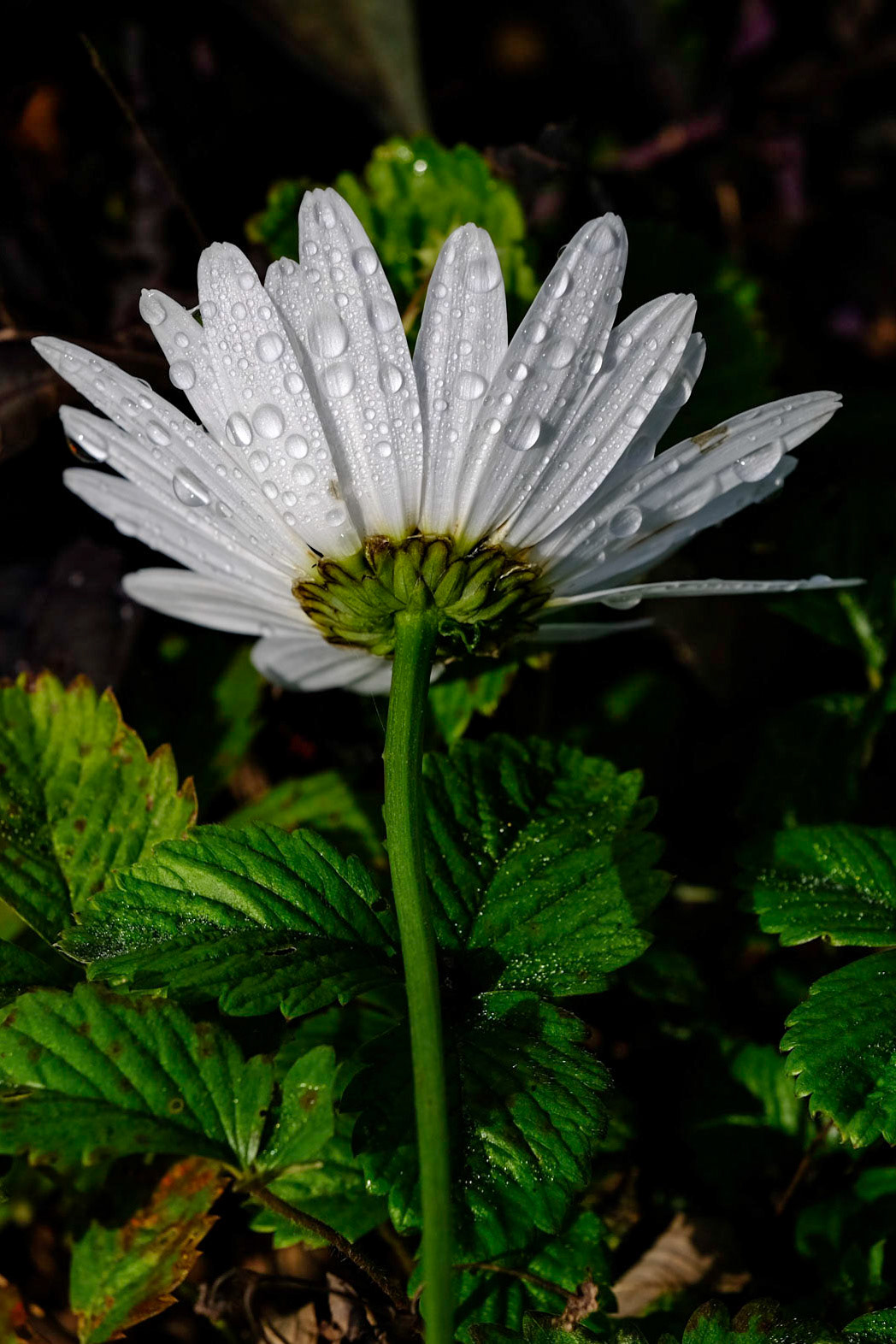 Coastal Maine Botanical Gardens