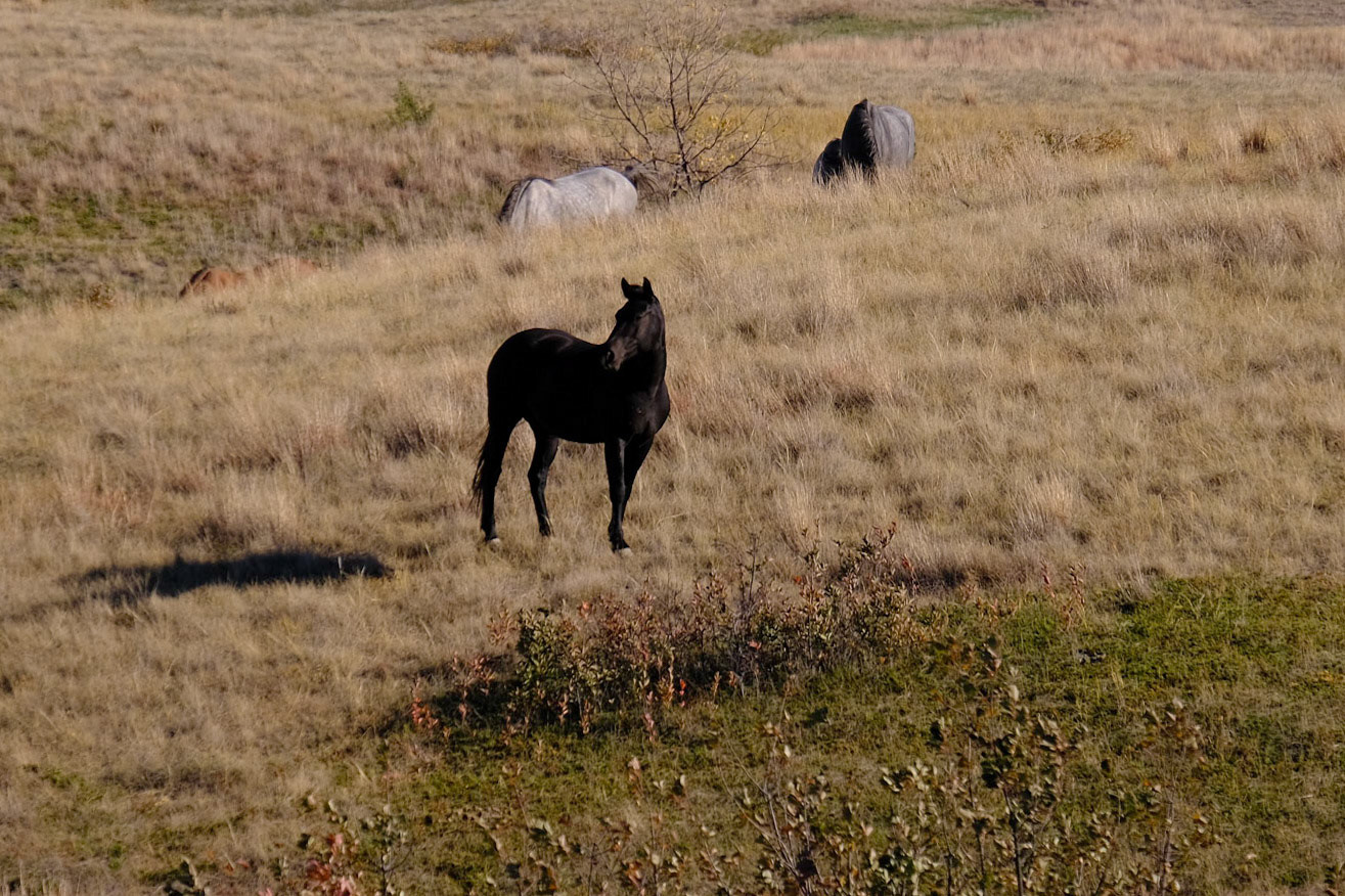 Wild Horses