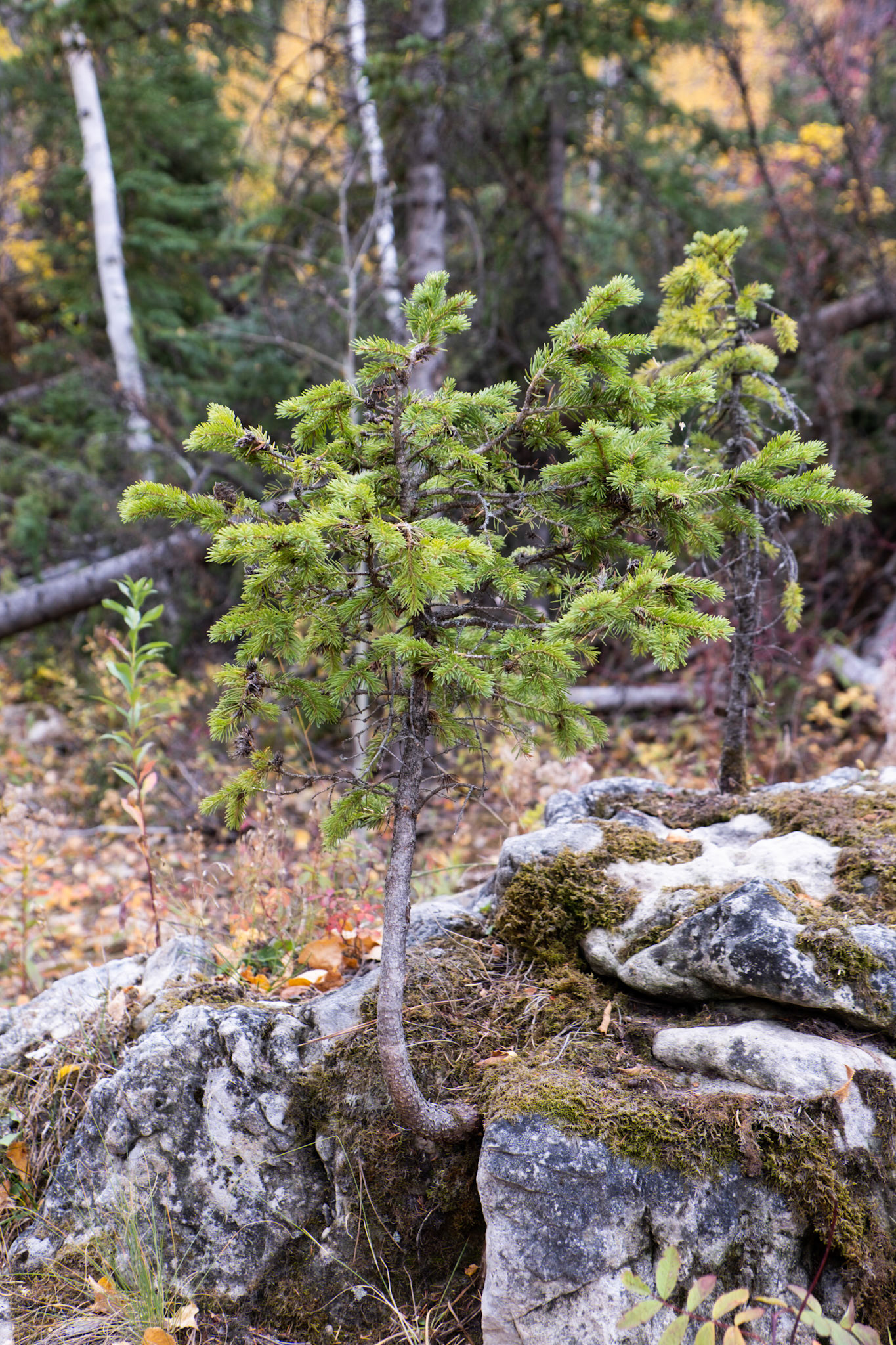 Spearfish Canyon Savoy Trail