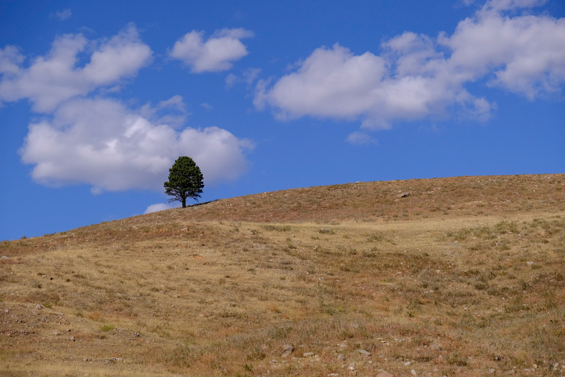Custer State Park - Wildlife Loop