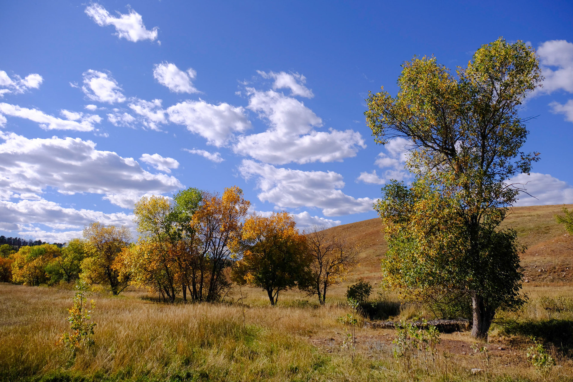 Custer State Park - Wildlife Loop