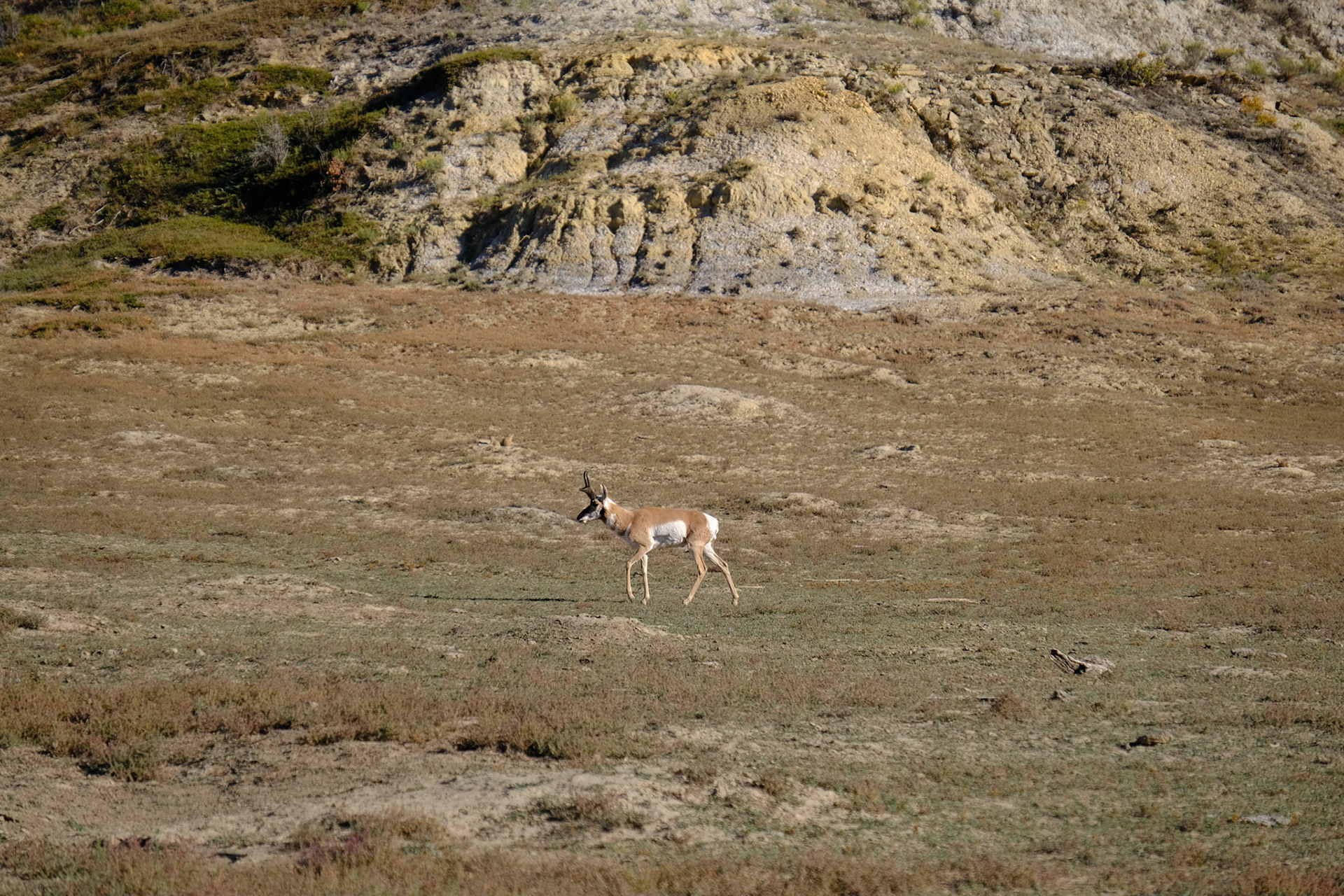 Prong Horn Sheep