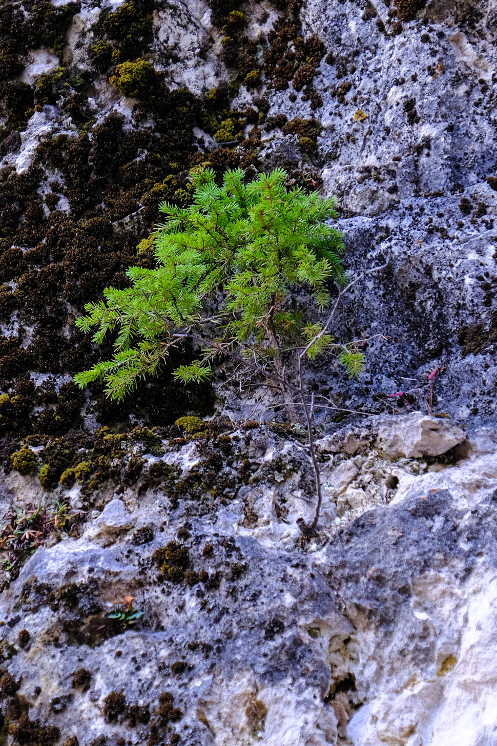 Savoy Nature Trail Spearfish Canyon