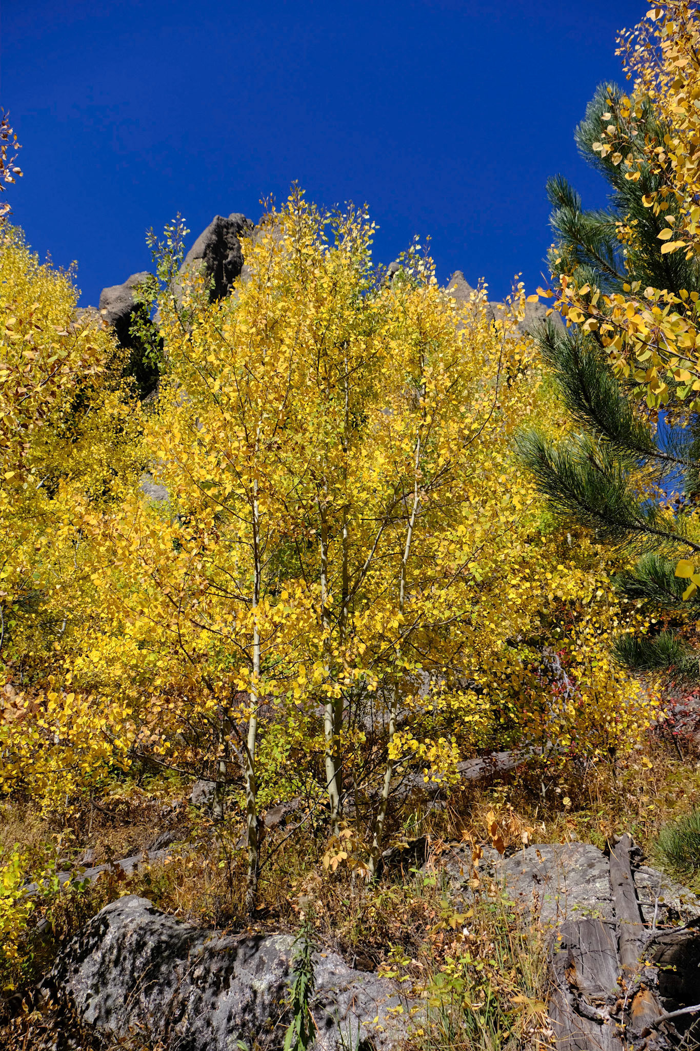 Custer State Park Catherdal Spires Hike