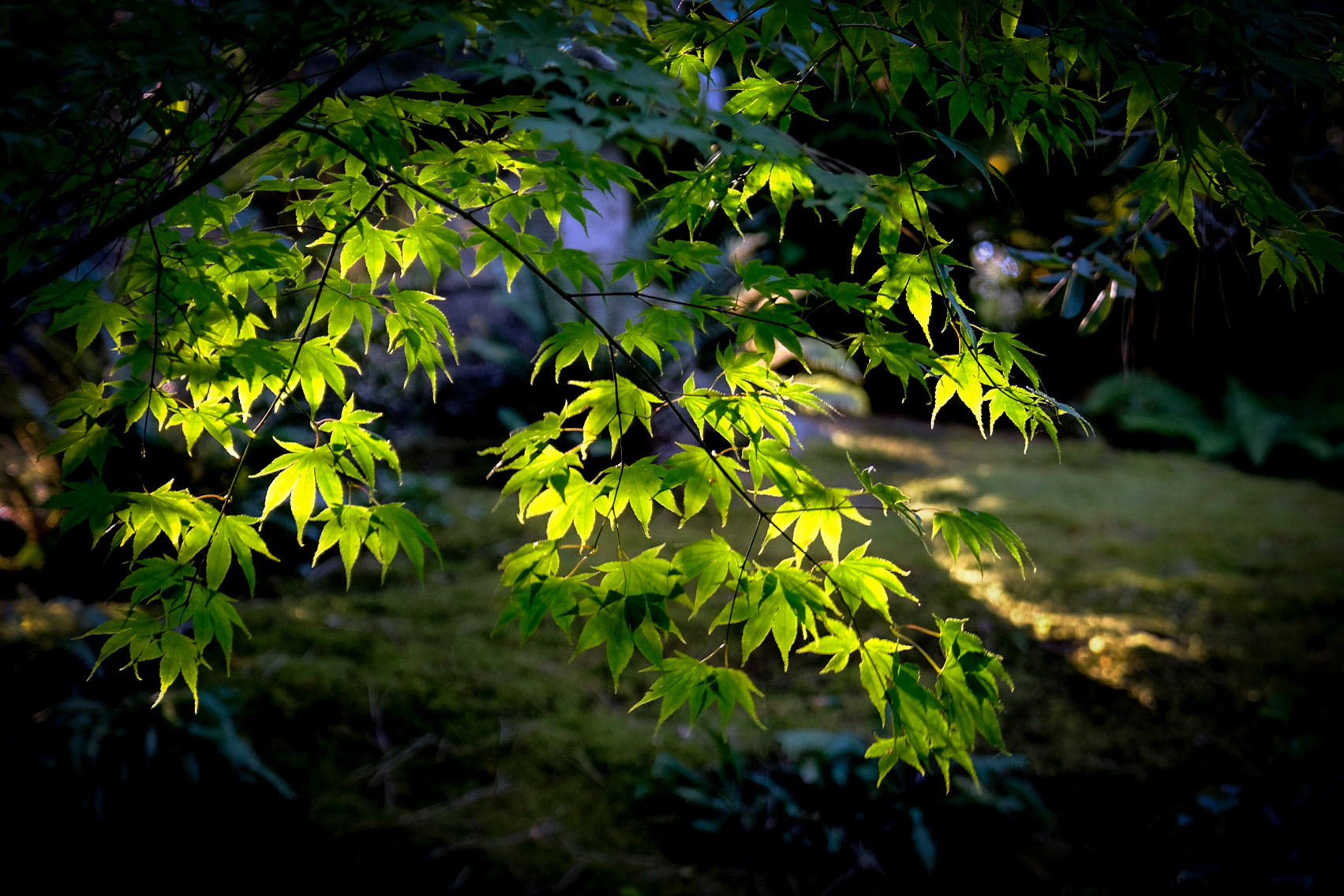 Japanese Gardens
