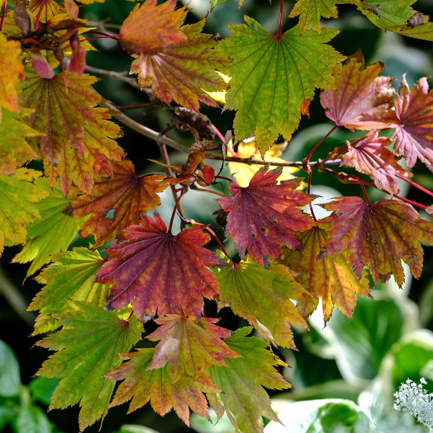 Coastal Maine Botanical Gardens