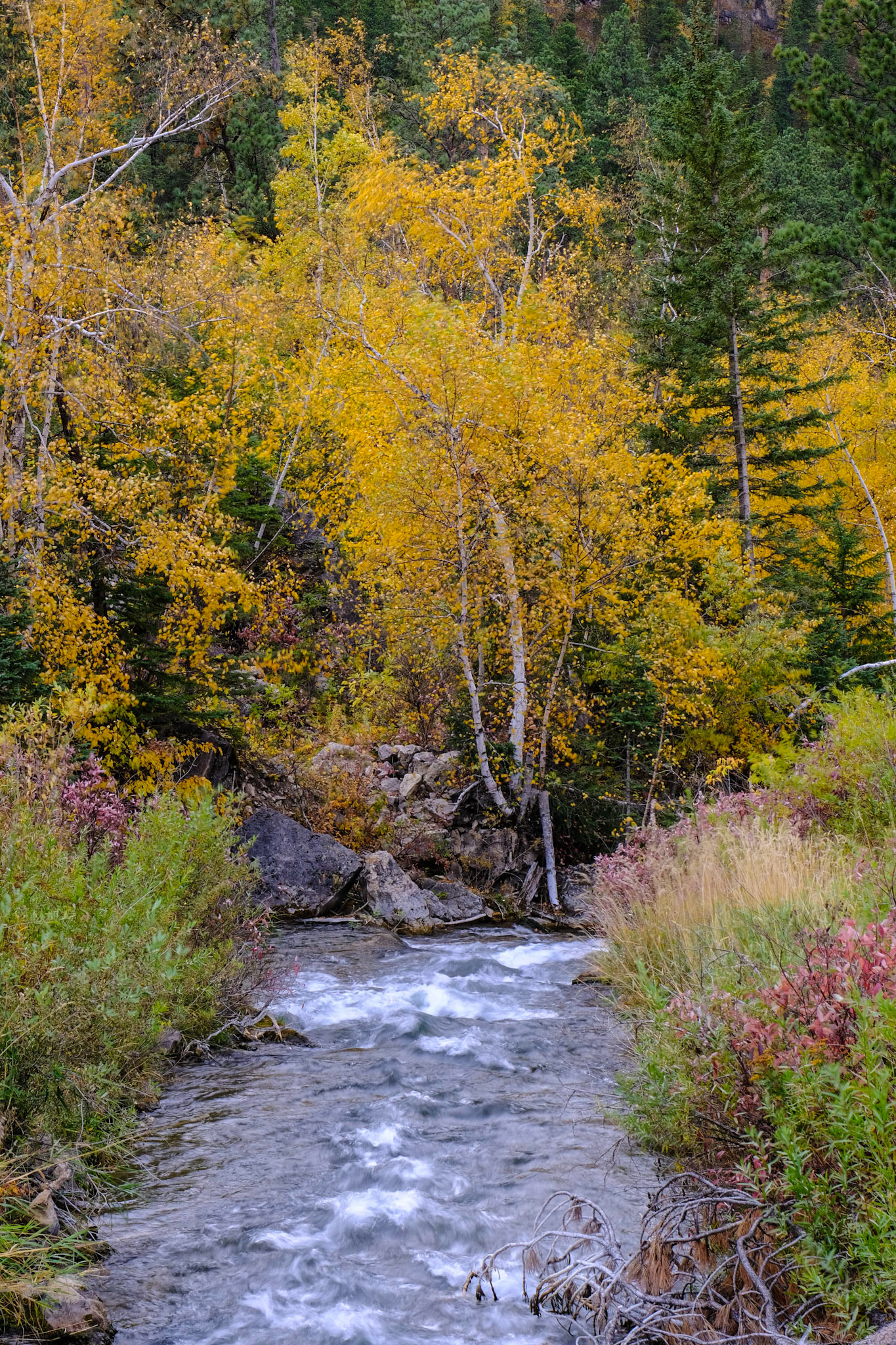 Spearfish Canyon Savoy Trail