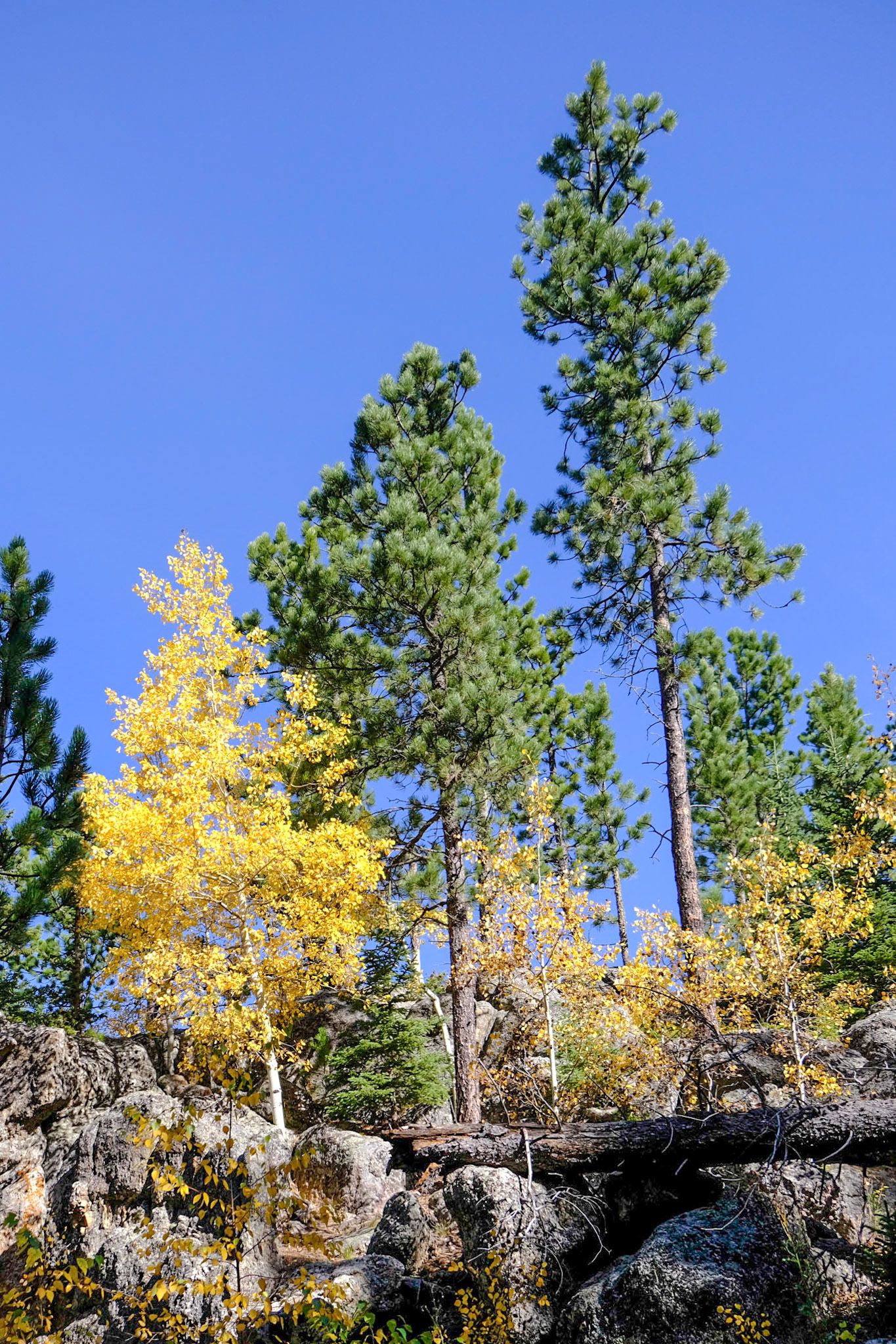 Hike to Black Elk Peak