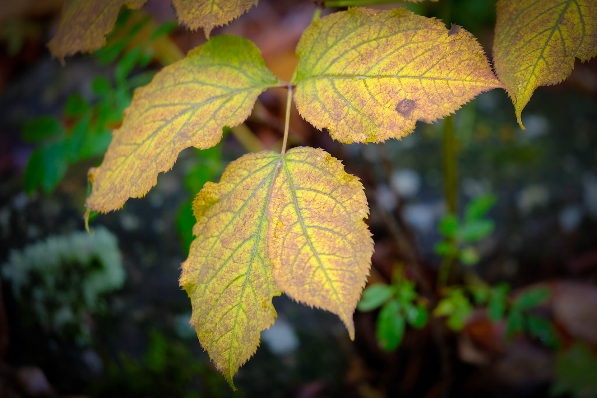 Wild Gardens of Acadia