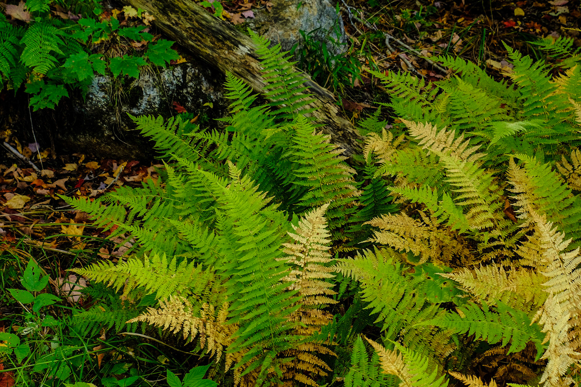 Forest Discover Nature Trail