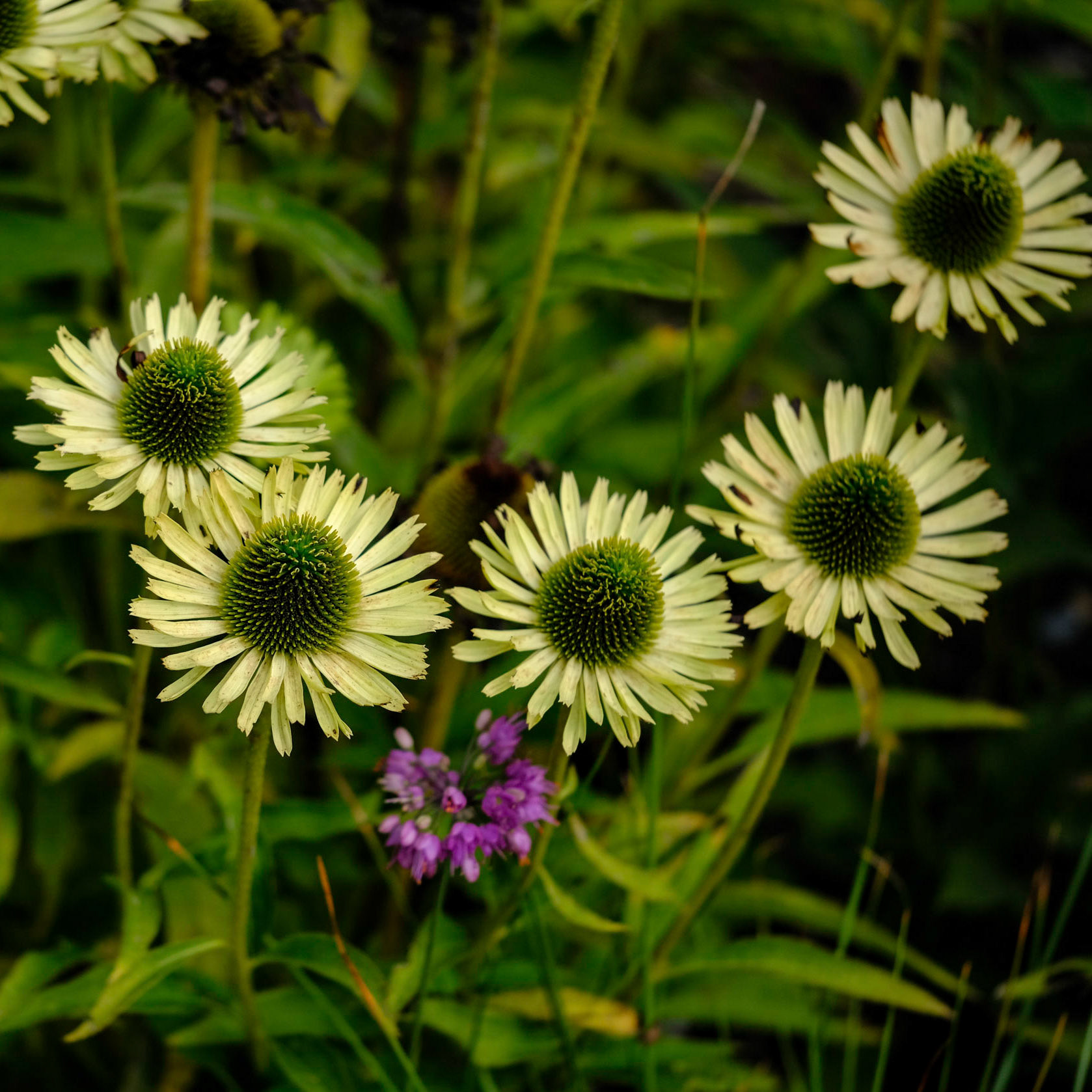 Coastal Maine Botanical Gardens