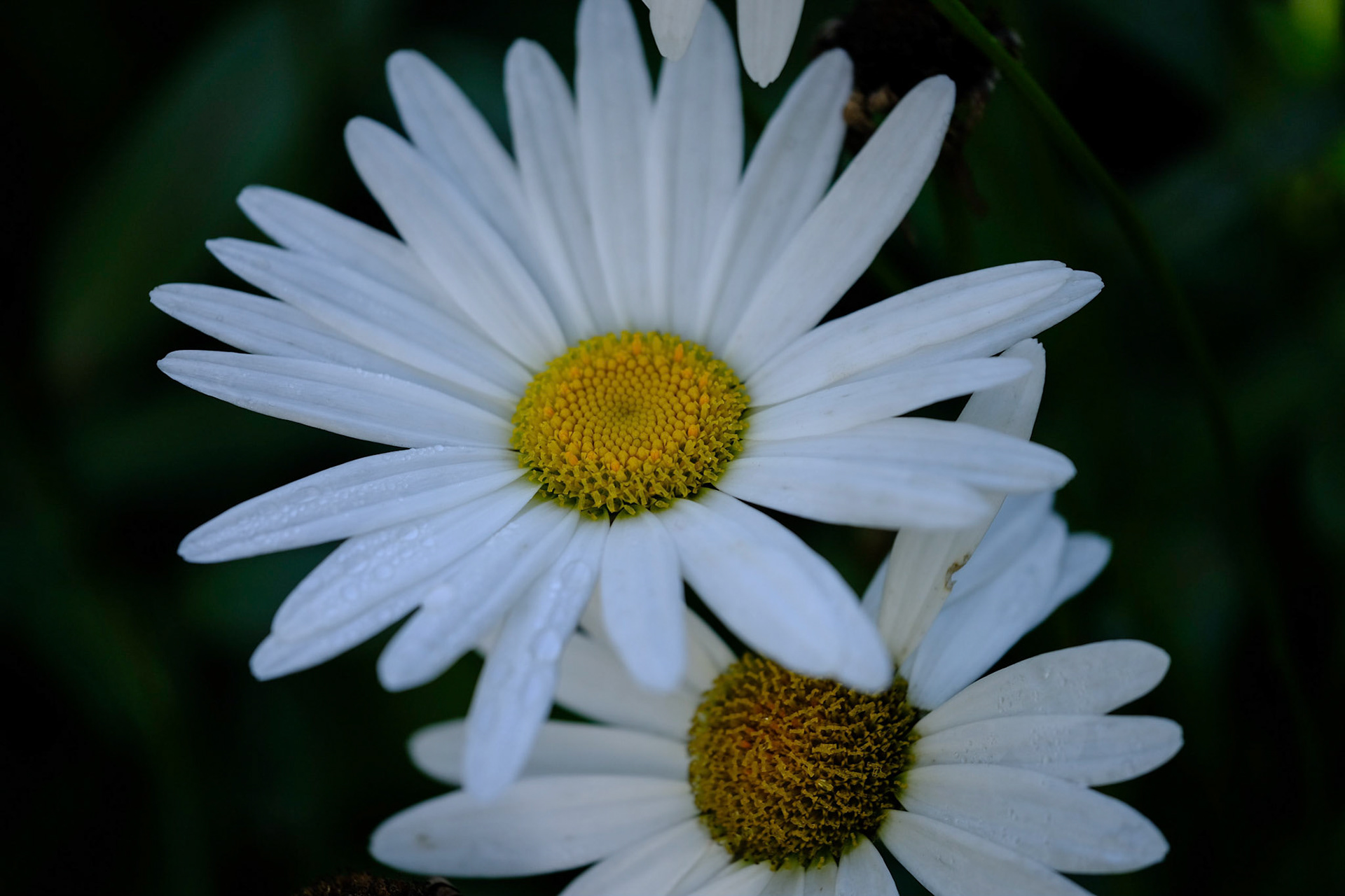 Coastal Maine Botanical Gardens