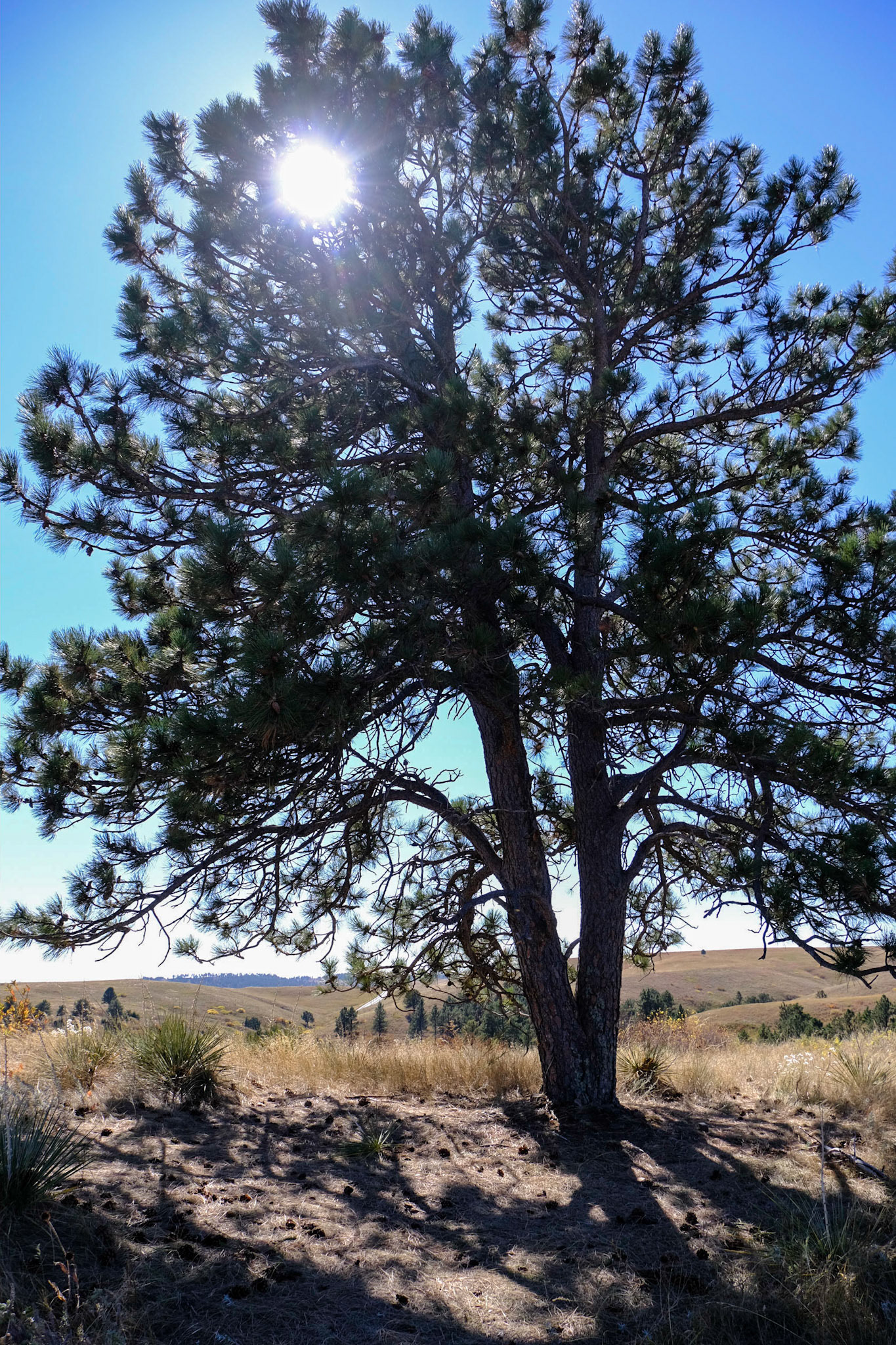 Wind Cave National Park