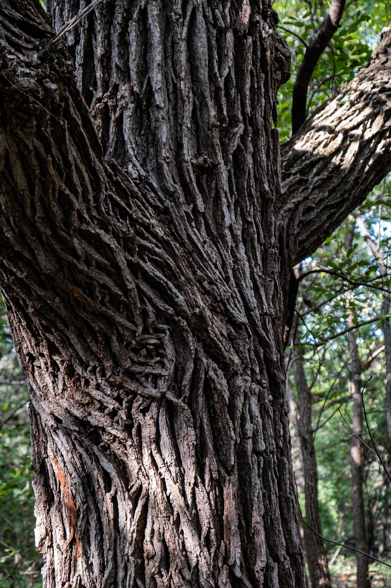Trail of the Giants