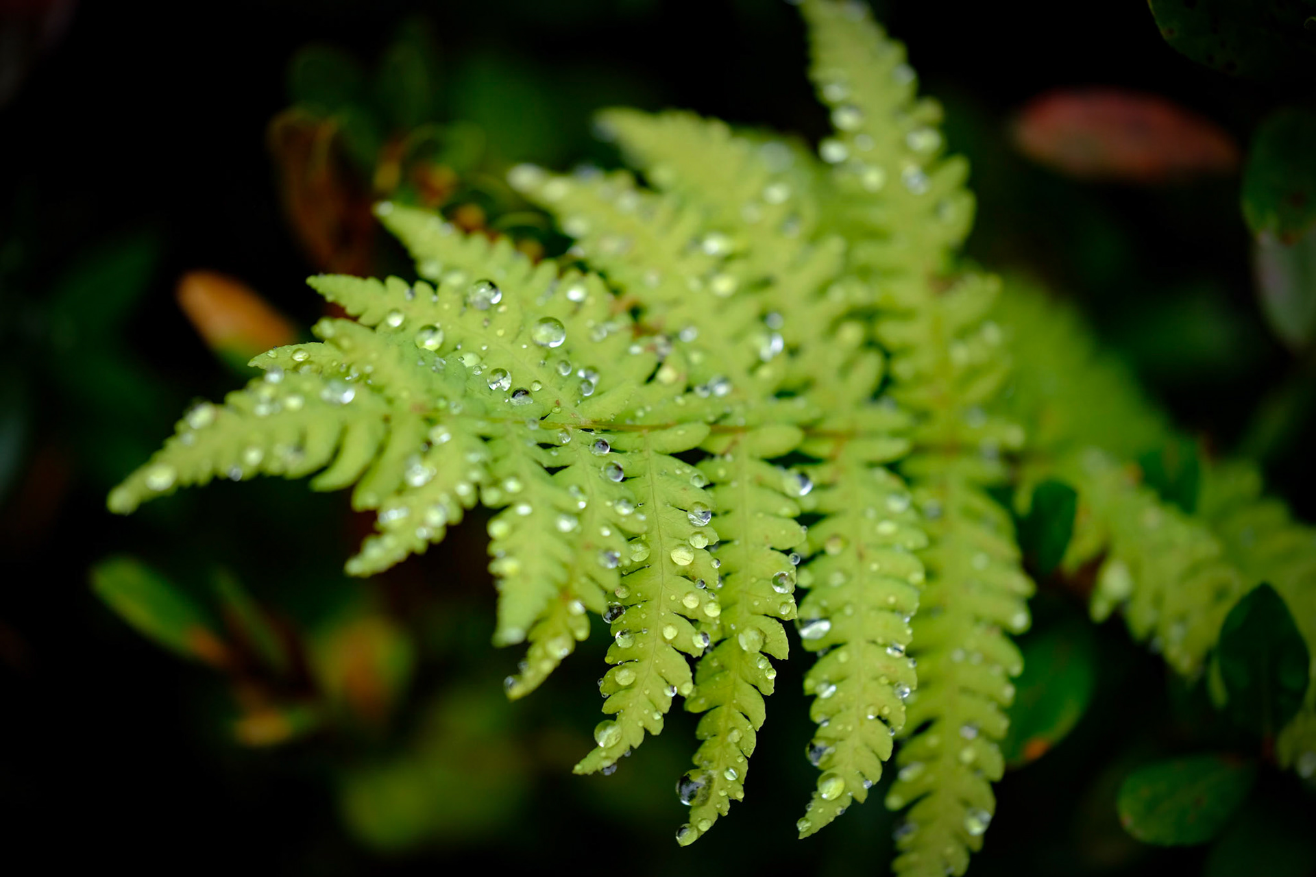 Wild Gardens of Acadia