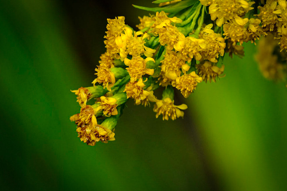 Wild Gardens of Acadia