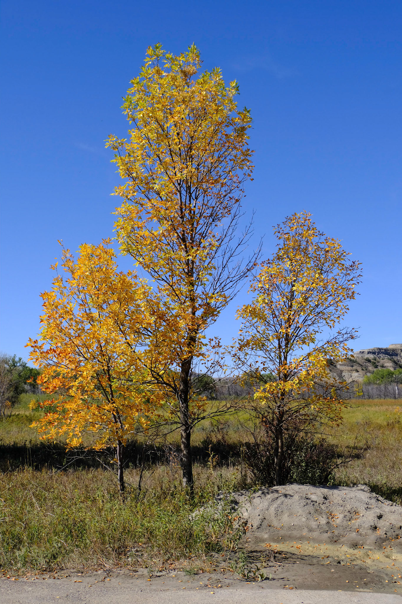 LIttle Mo Nature Trail North Unit Theodore Roosevelt National Park