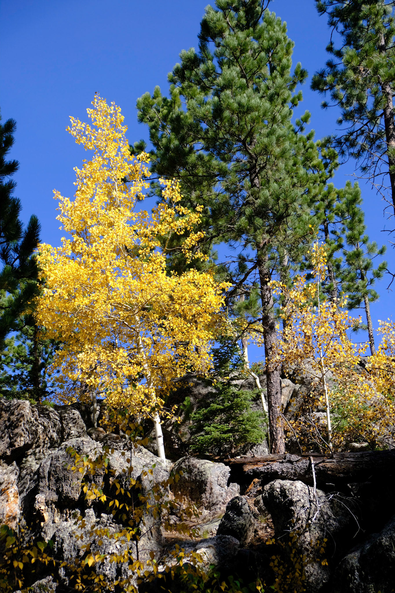 Hike to Black Elk Peak
