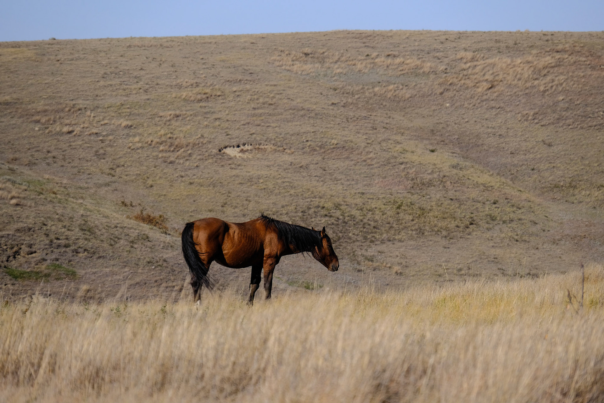 Wild Horses