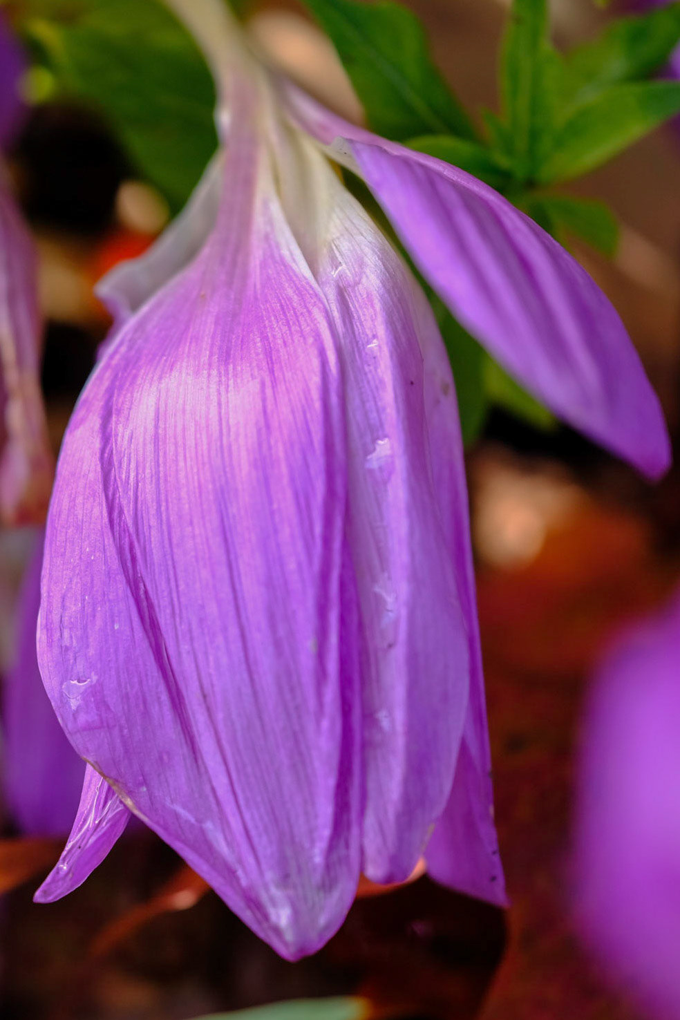 Coastal Maine Botanical Gardens