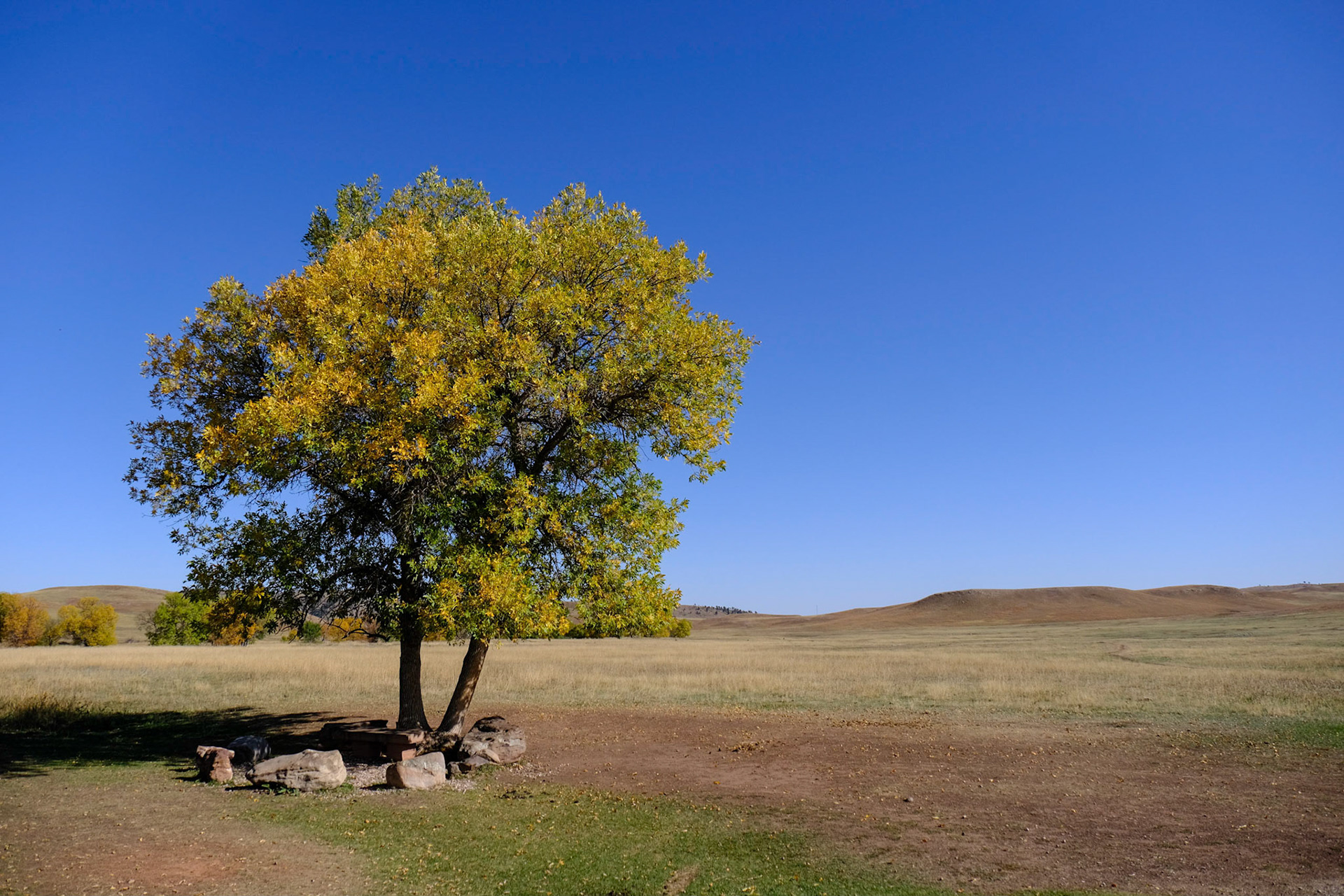 Custer State Park - Wildlife Loop
