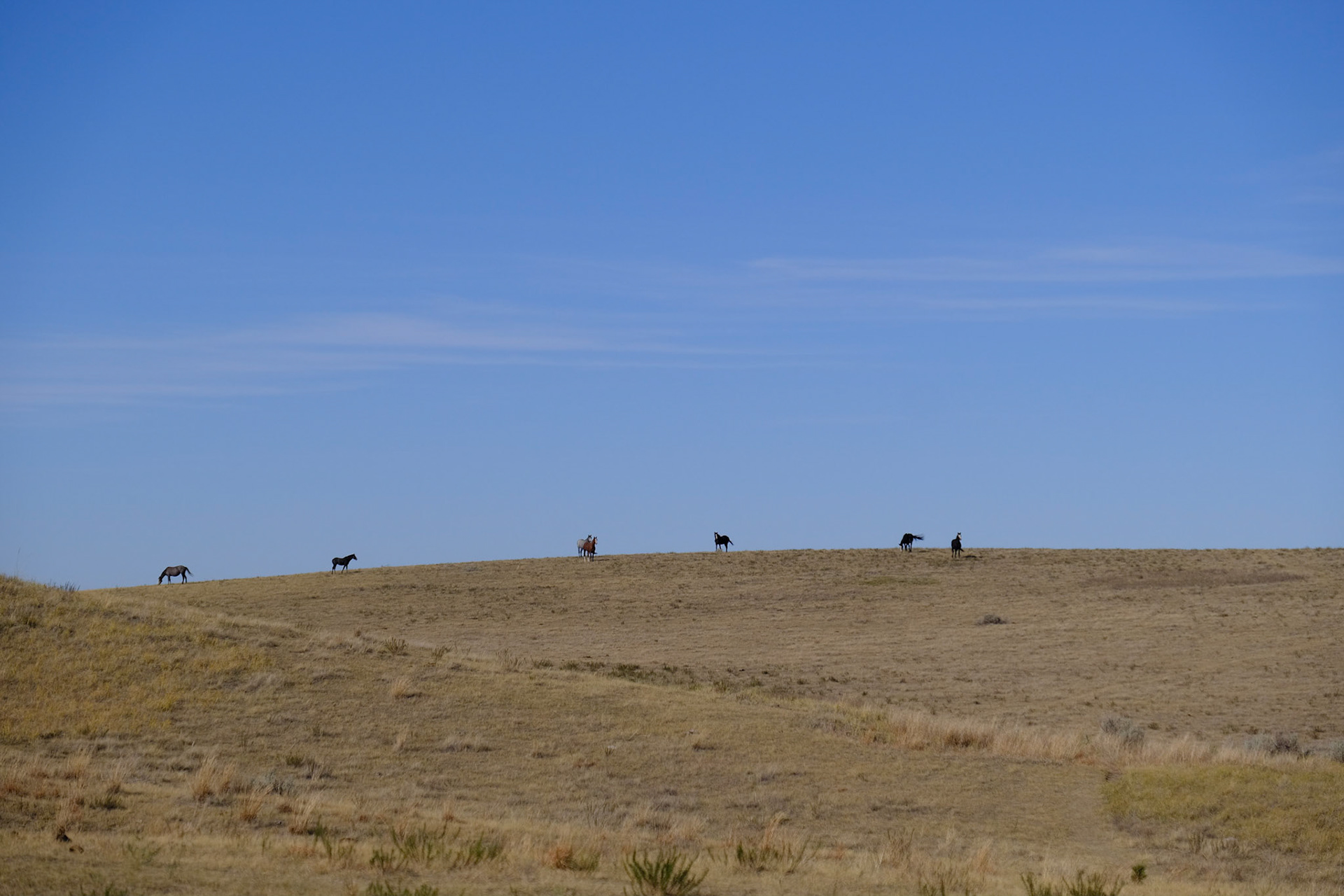 Wild Horses