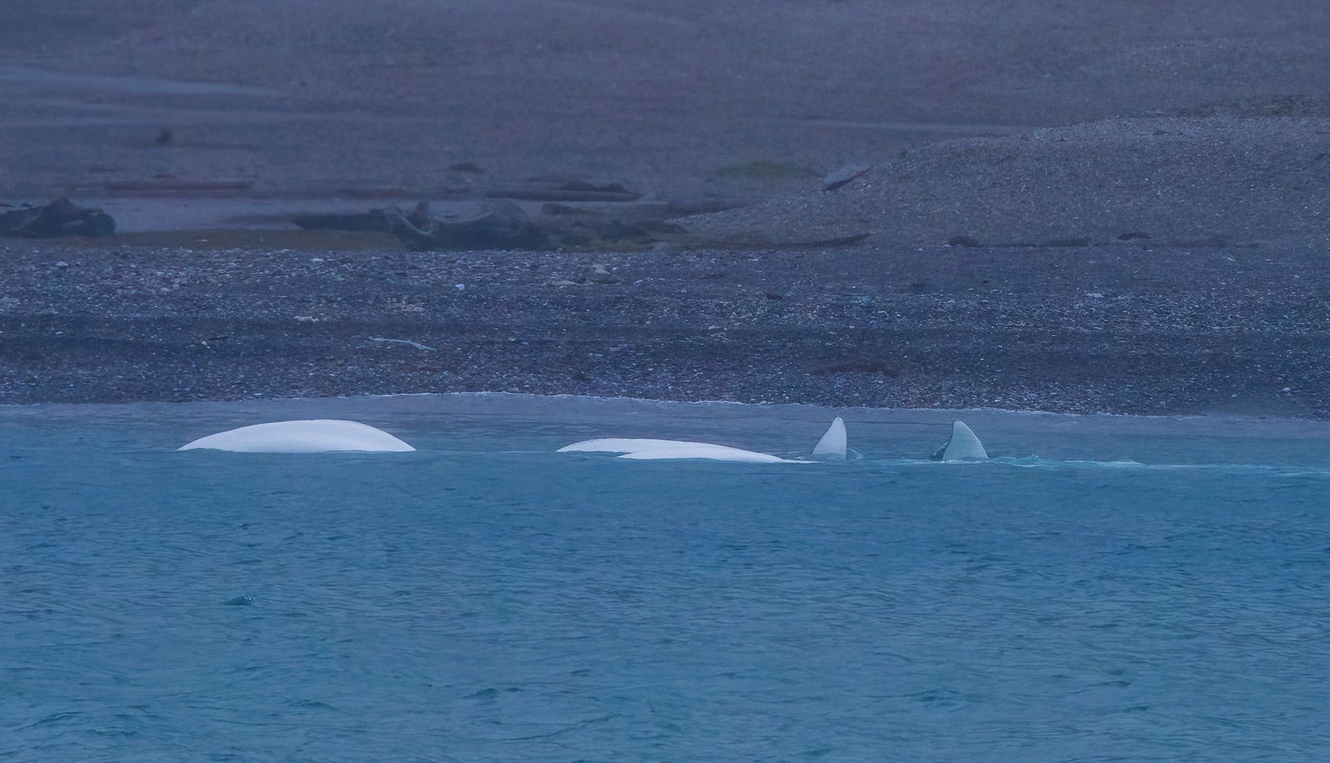 Beluga whales