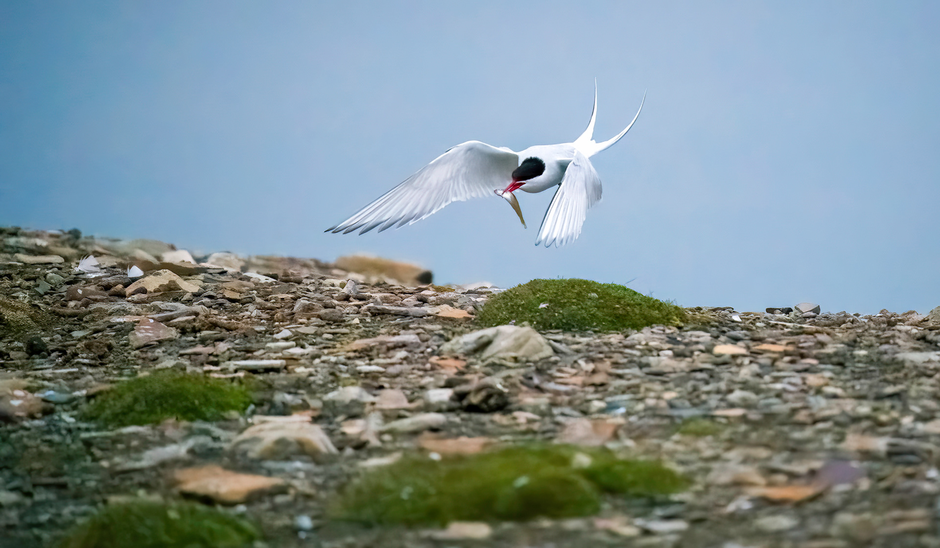 Arctic Tern