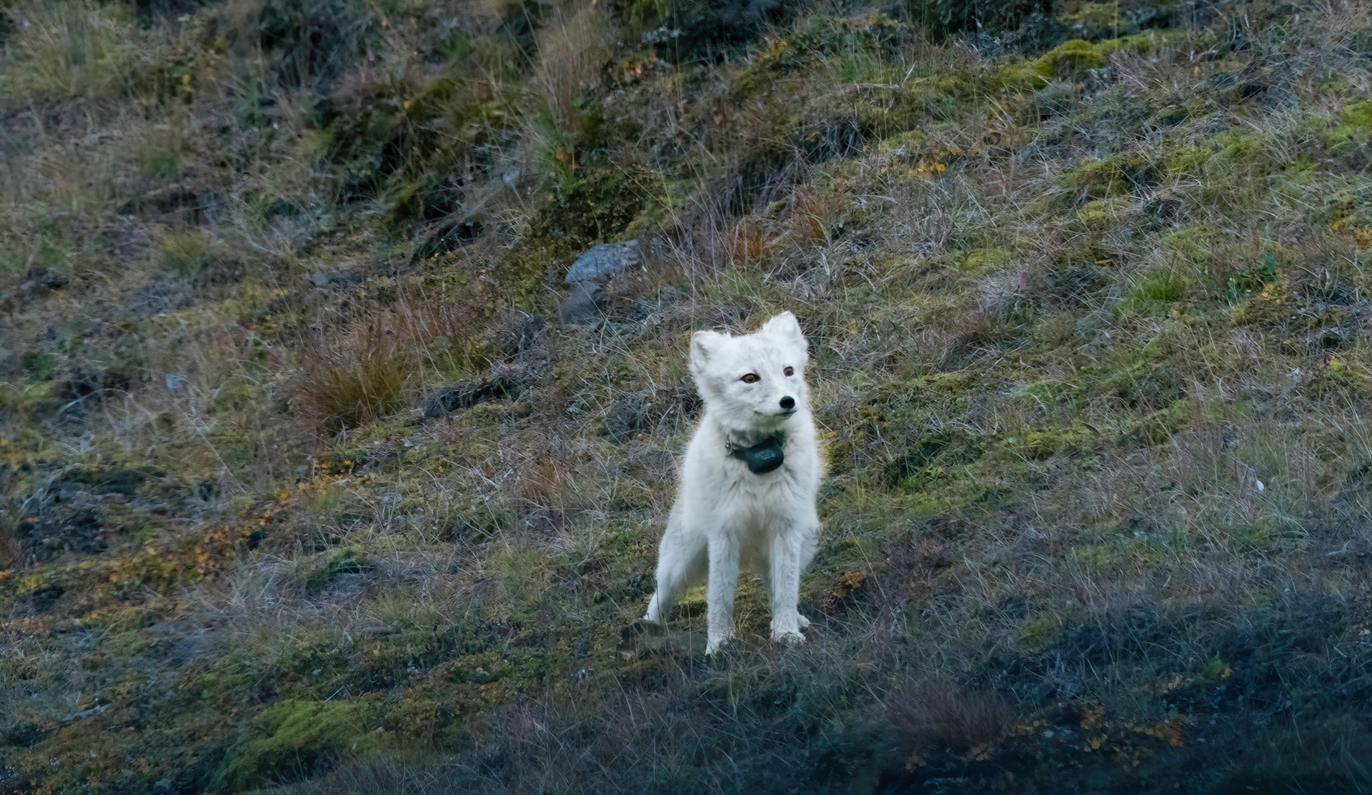 Arctic Fox