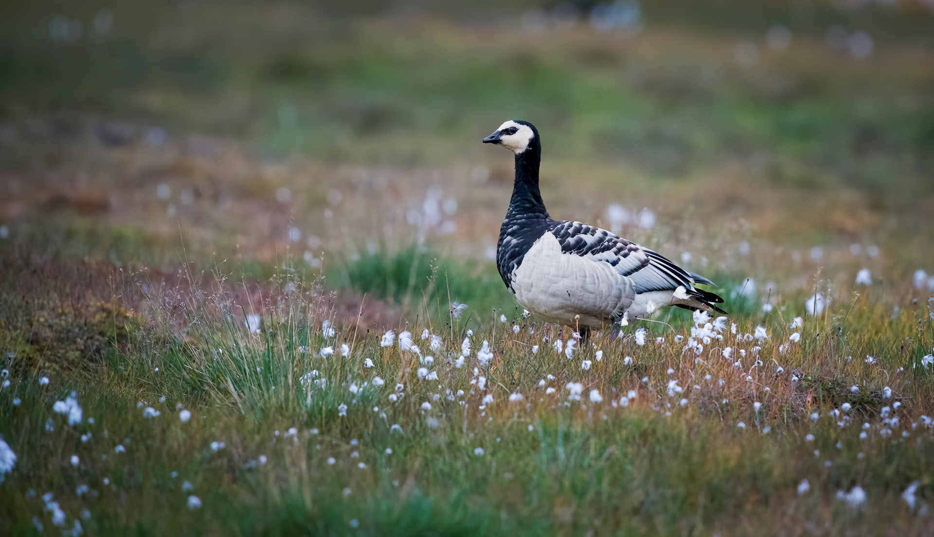 Barnacle Goose