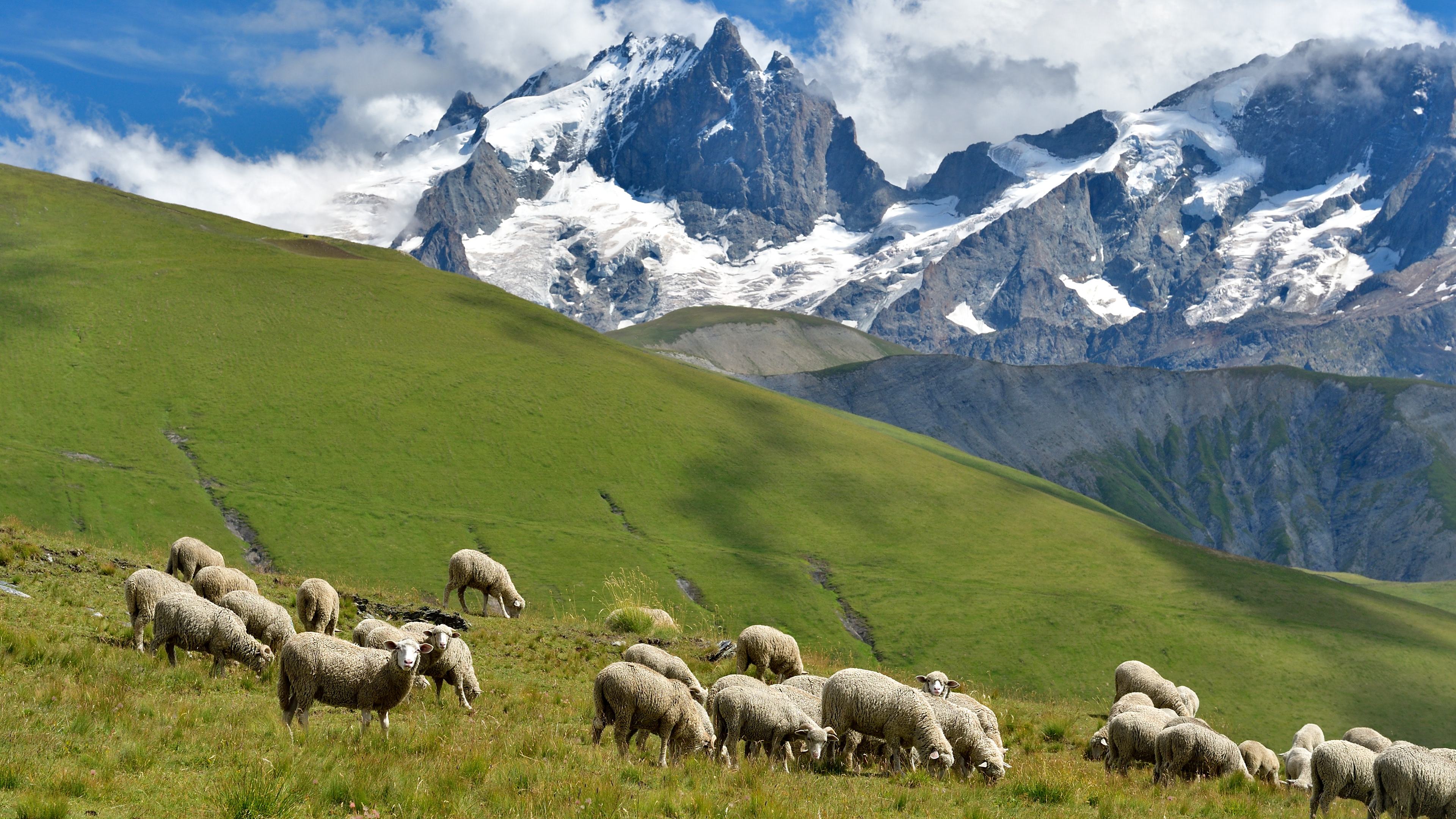 Snow and sheep on La Meije 1.2