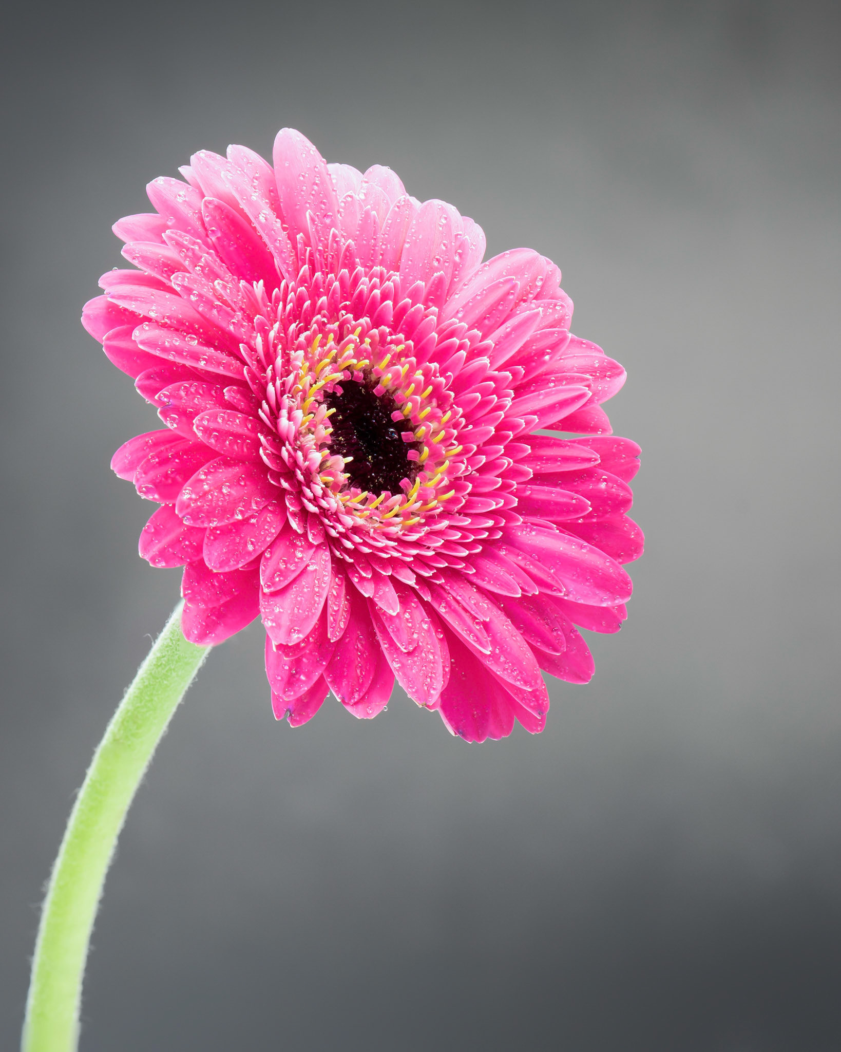 Ping the Wetty Pink 1.0