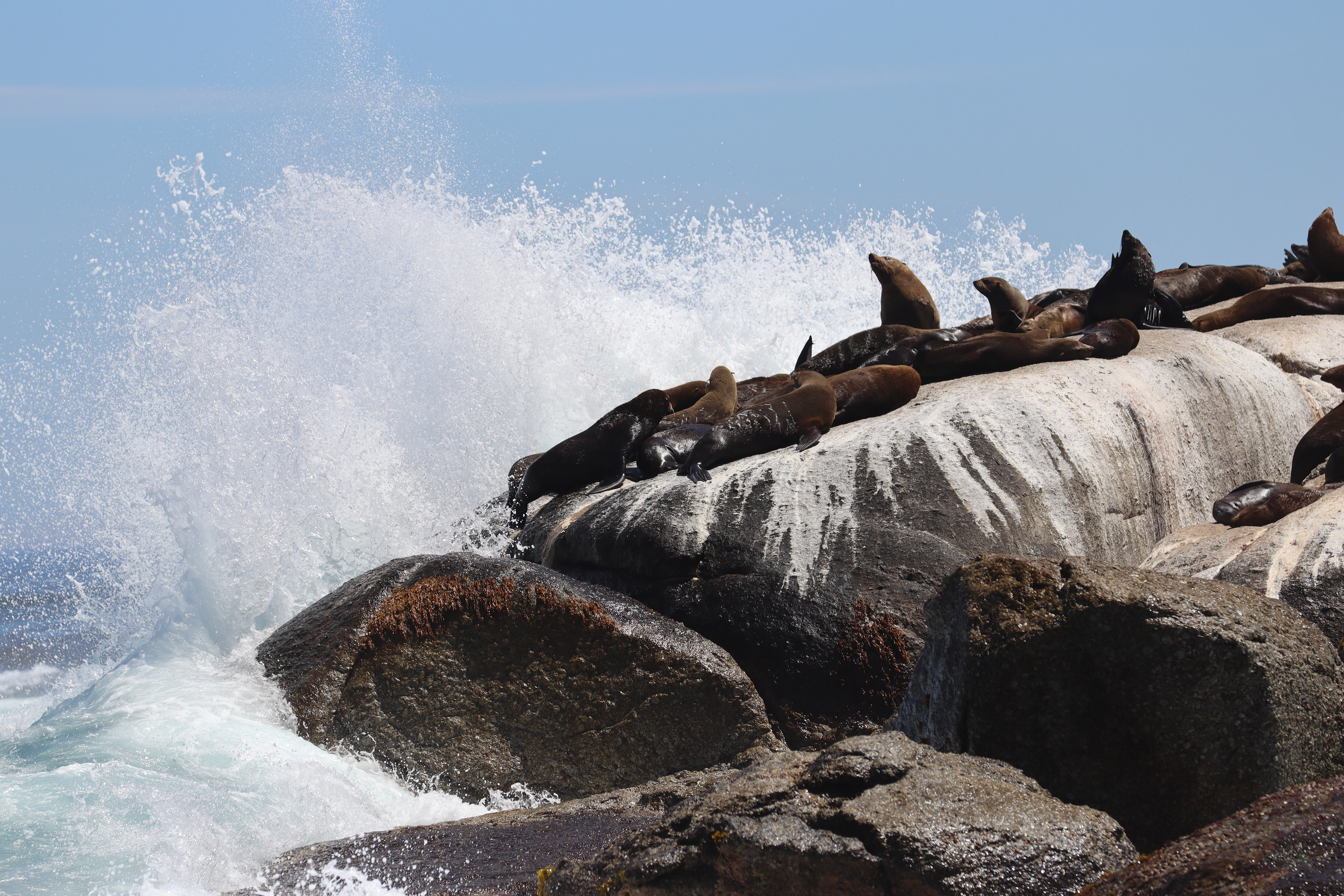Slumbering Sea Lions