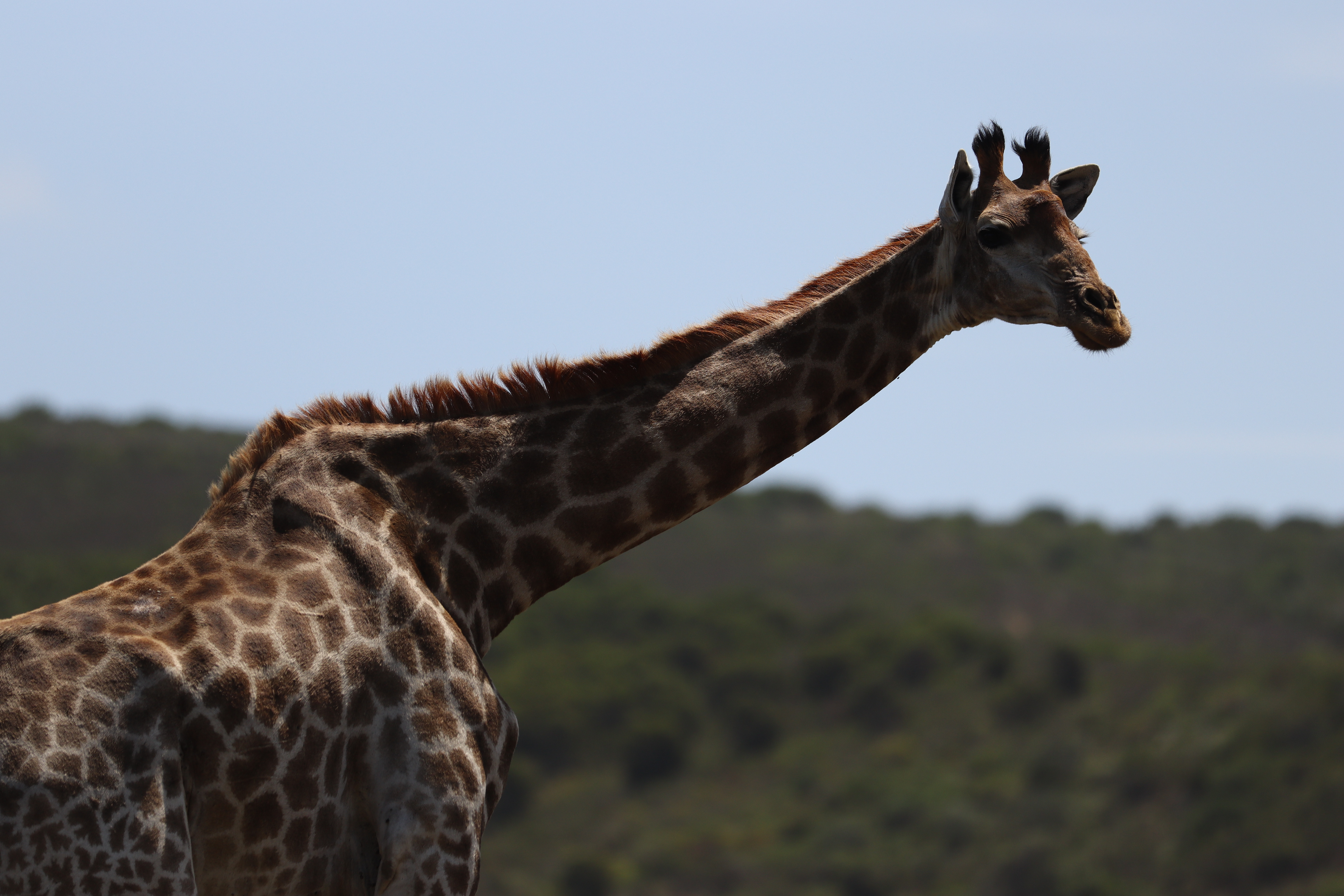 Graceful Giraffe