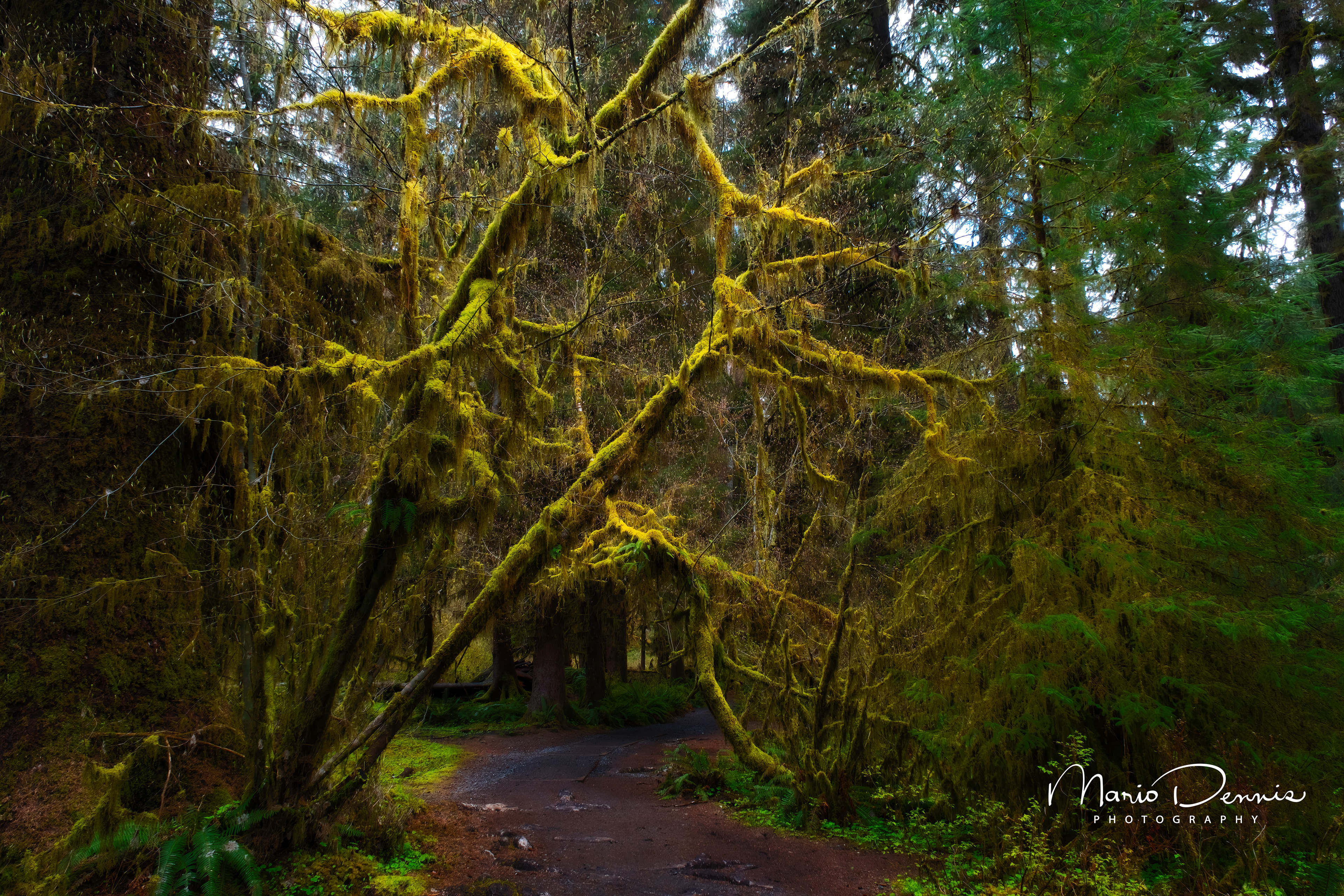 Hoh Rain Forest